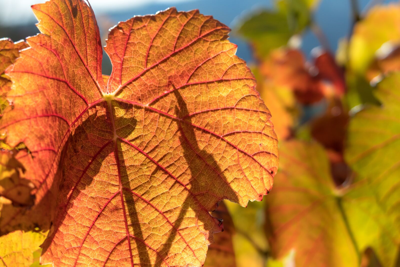 Canon PowerShot G3 X sample photo. Vine, leaf, wine photography