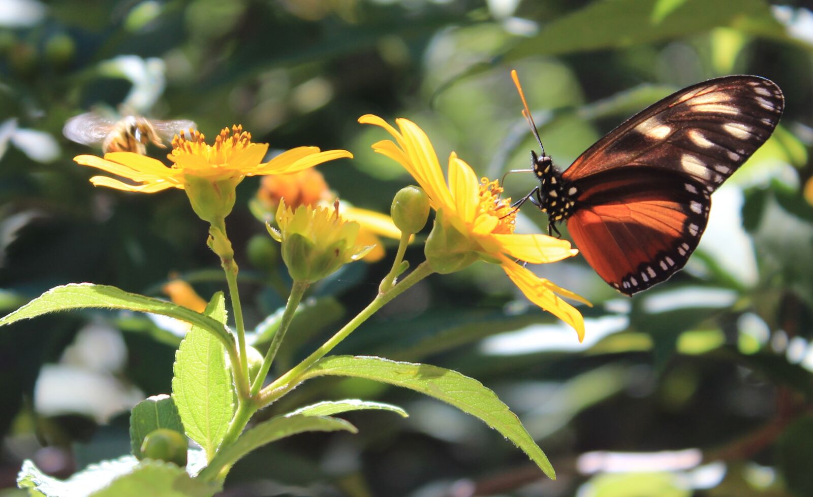 Canon EOS 600D (Rebel EOS T3i / EOS Kiss X5) sample photo. Butterfly, insect, central america photography