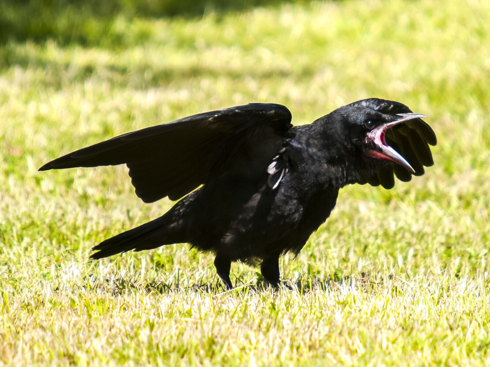 Olympus E-3 sample photo. Rook, crow, bird photography