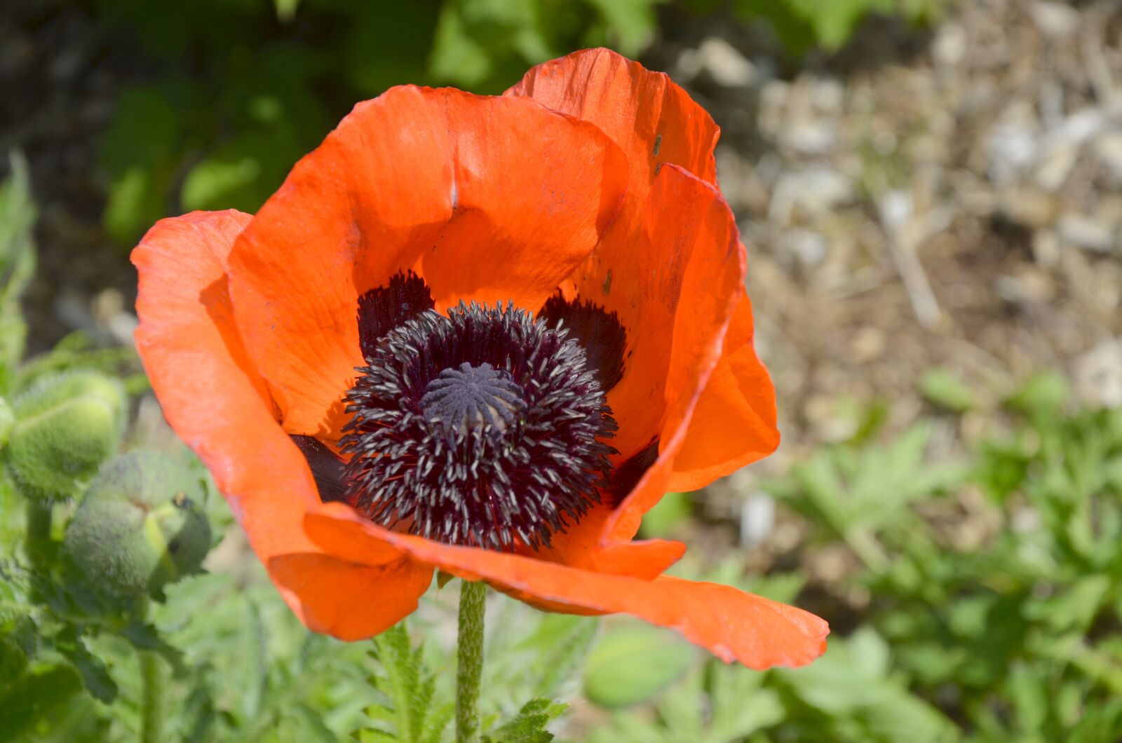 Nikon D5100 sample photo. Poppy, summer, garden photography