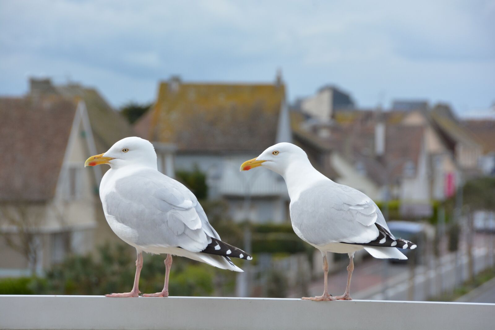 Nikon D7100 sample photo. Seagulls, birds, marine photography