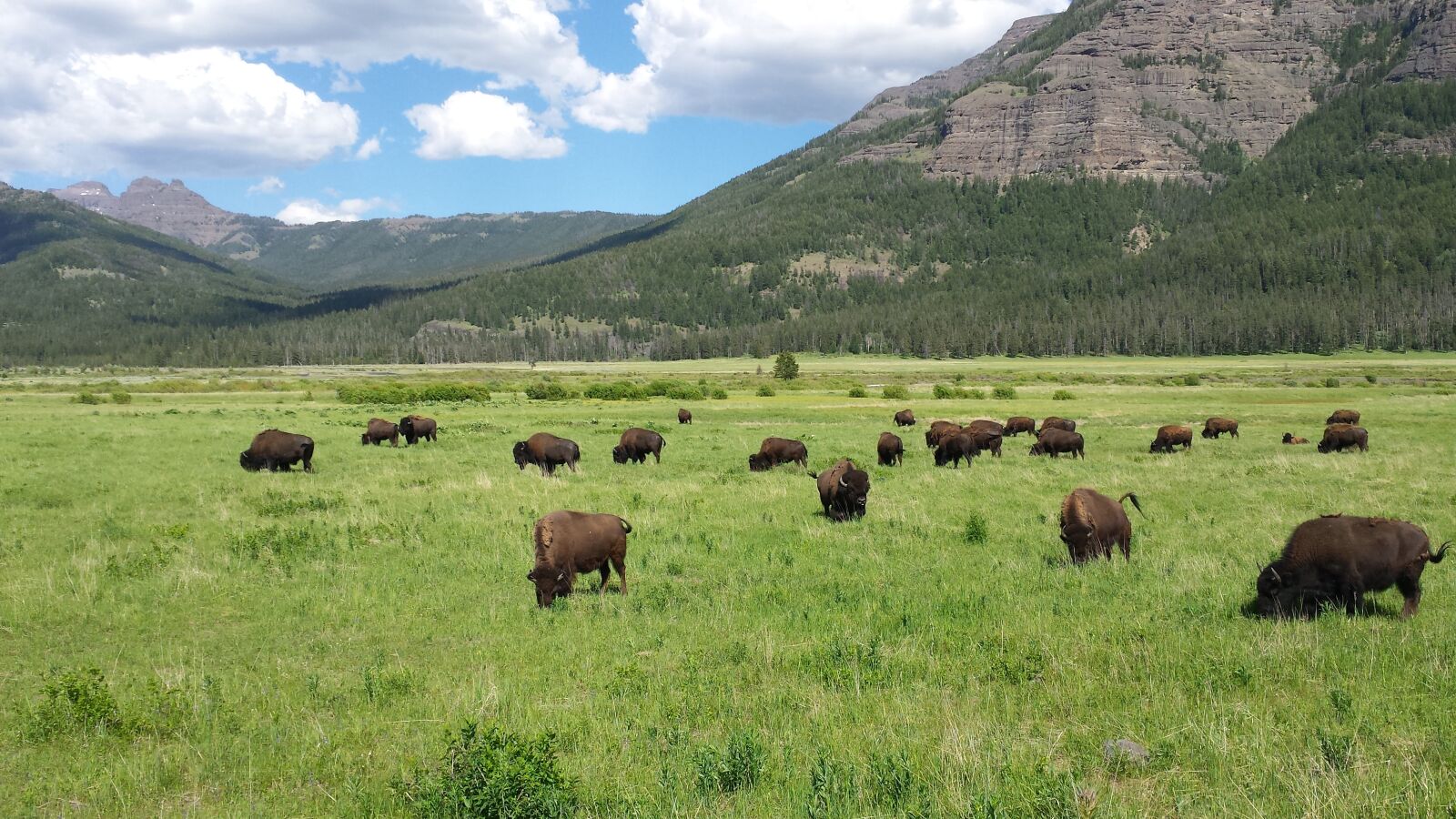 Samsung Galaxy S4 sample photo. Bison, yellowstone, mountains photography