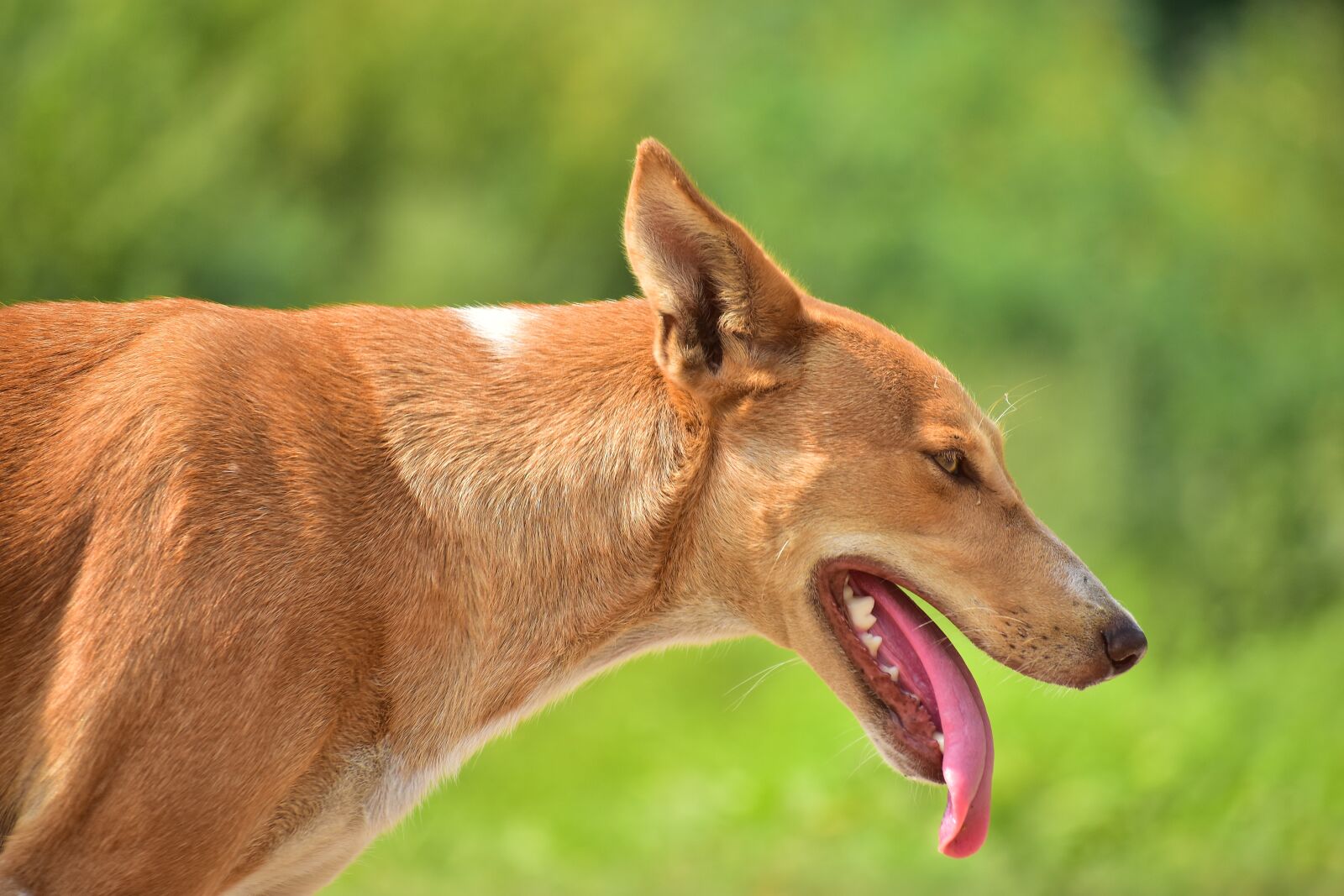 Nikon D3400 sample photo. Animal, dog, nature photography