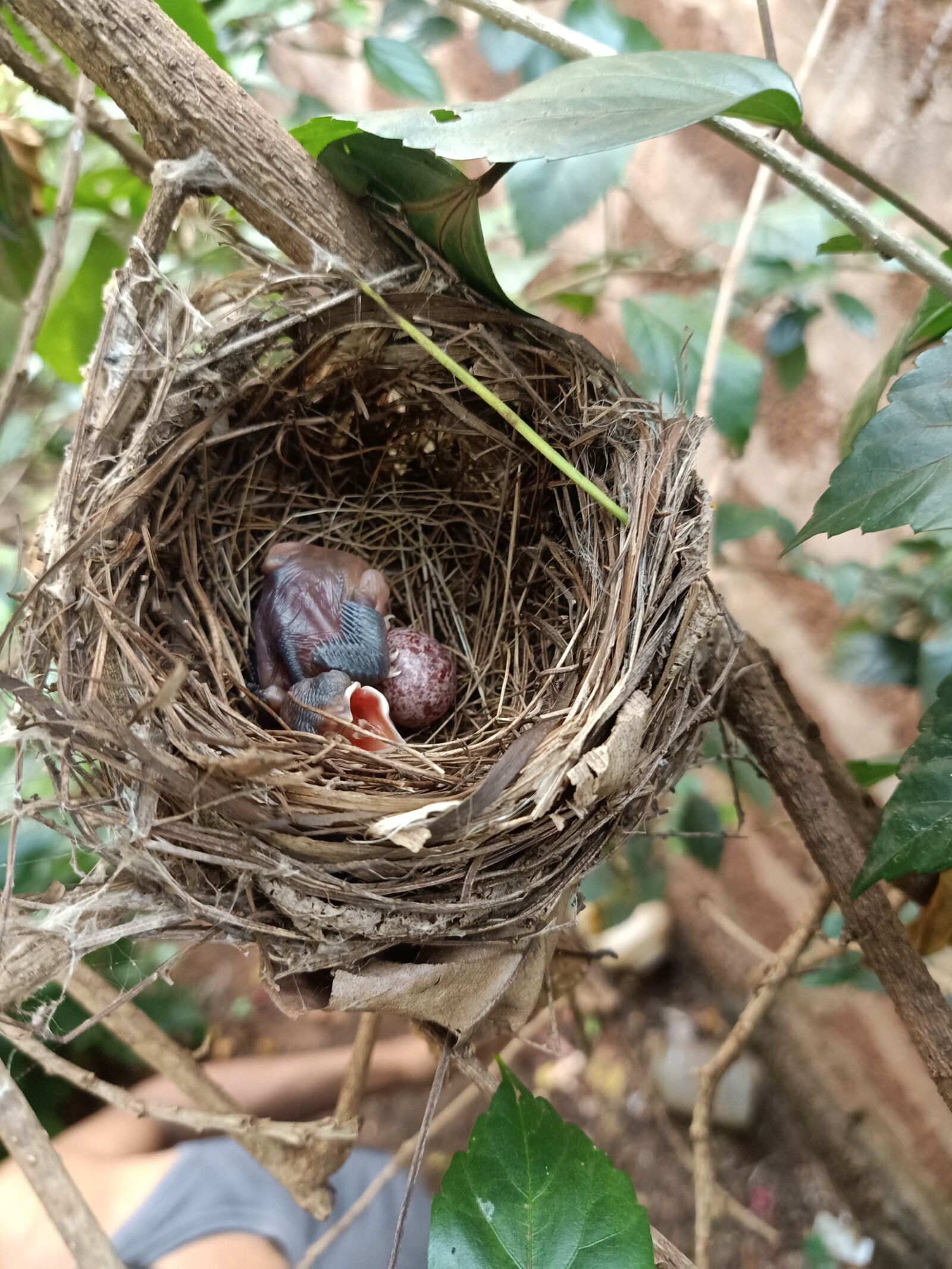 OPPO F11 sample photo. Nest, bird, egg photography