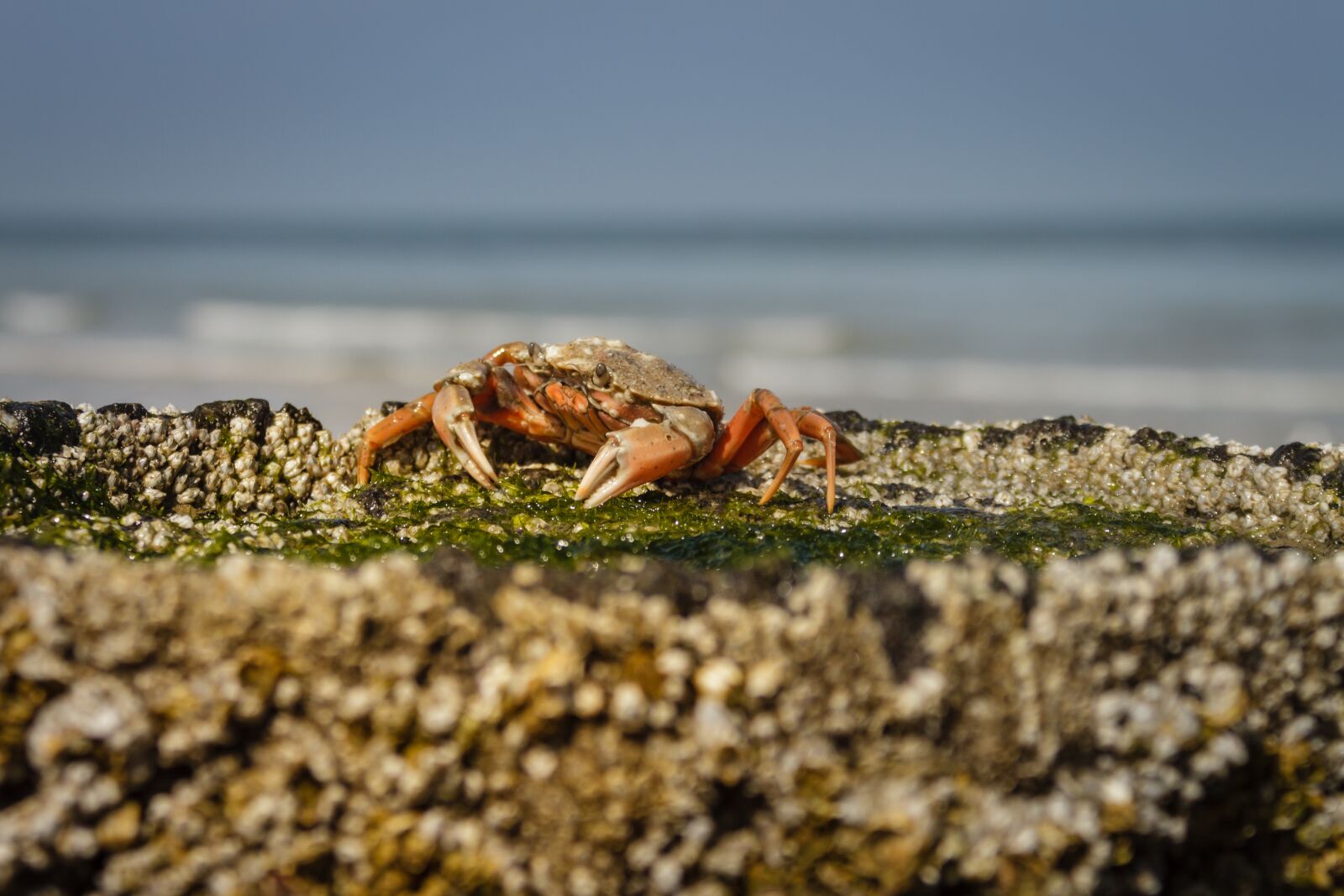 Canon EOS 7D sample photo. The beach crab, carcinus photography