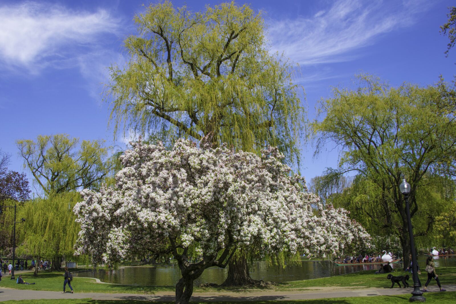 Nikon D800 sample photo. Spring, colors, flowers photography