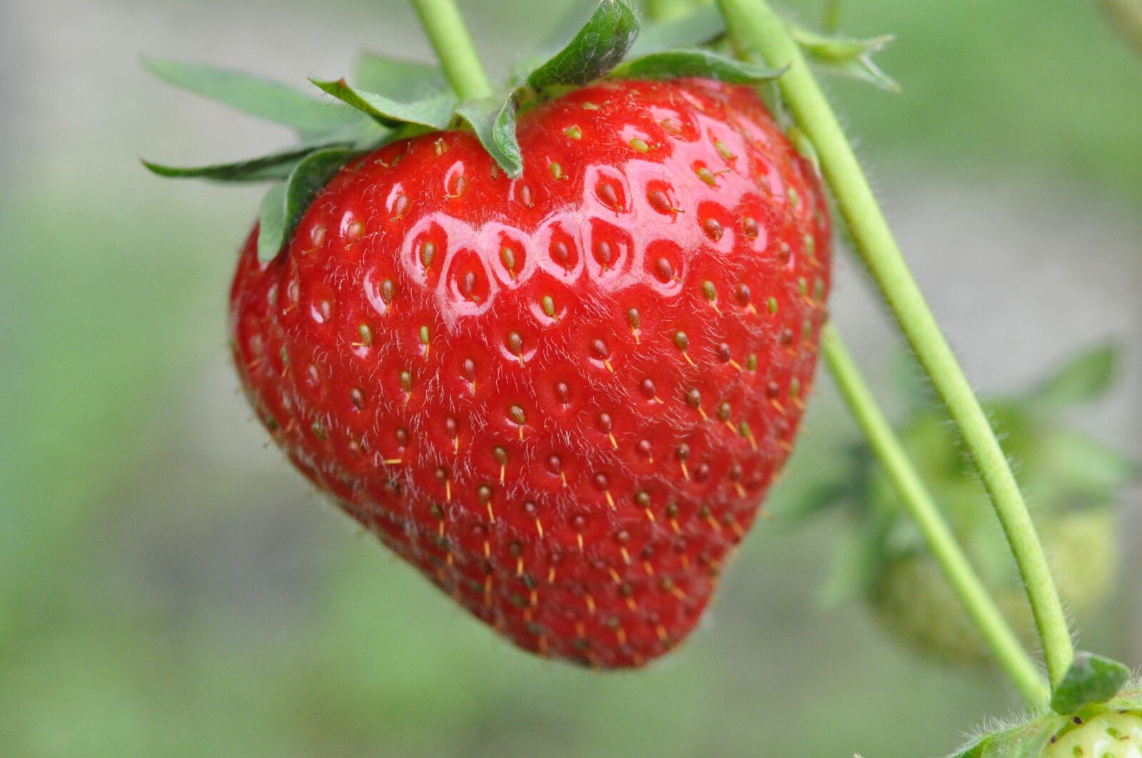 Nikon D90 sample photo. Strawberry, strawberries, fruit photography