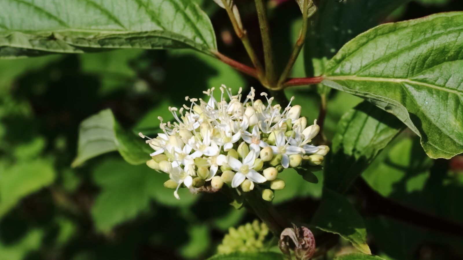 Canon EOS 1300D (EOS Rebel T6 / EOS Kiss X80) sample photo. Flower, spring, nature photography