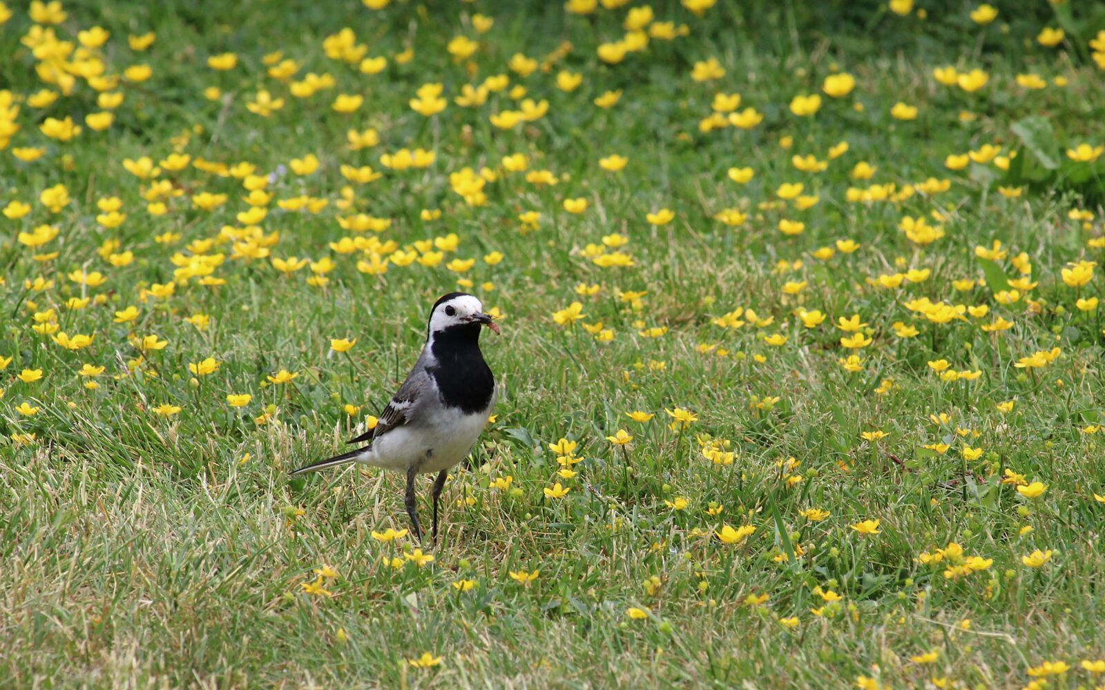 Canon EOS 2000D (EOS Rebel T7 / EOS Kiss X90 / EOS 1500D) + Canon EF-S 55-250mm F4-5.6 IS STM sample photo. White wagtail, pied wagtail photography