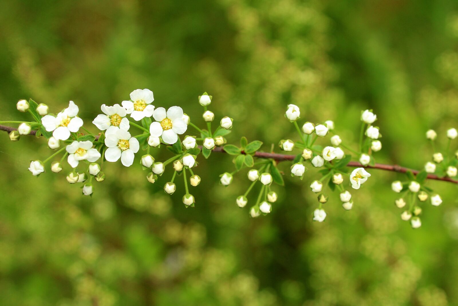 Canon EOS 1200D (EOS Rebel T5 / EOS Kiss X70 / EOS Hi) sample photo. Tawu a, ornamental shrub photography