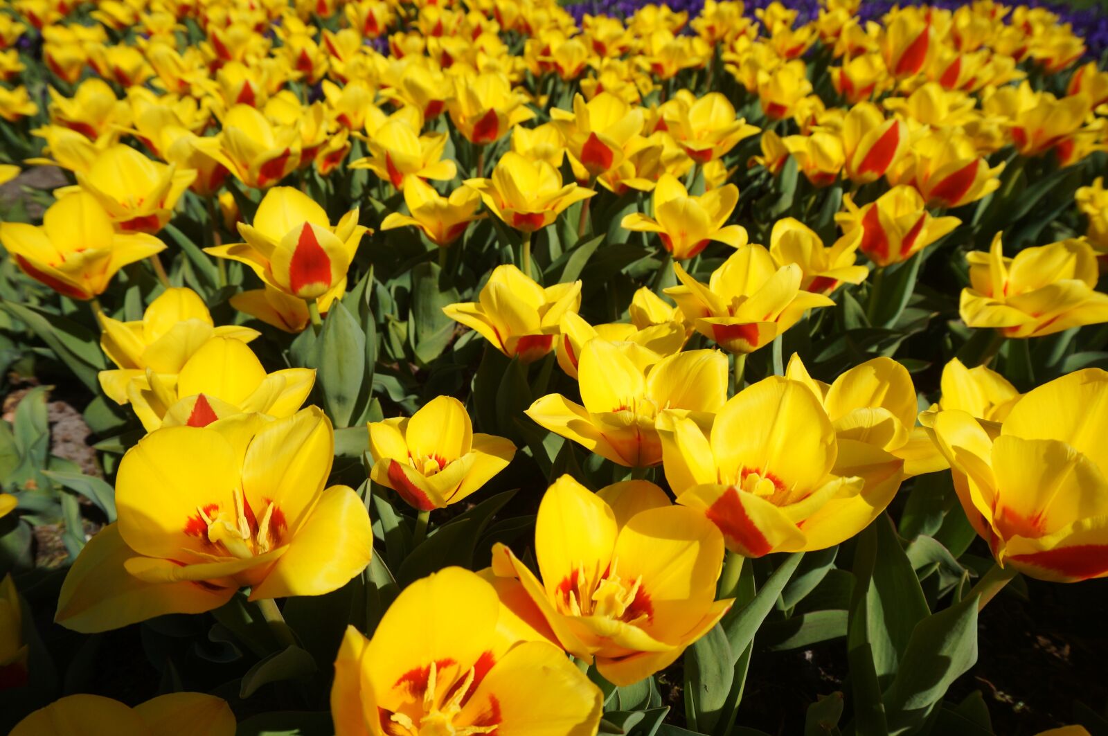 Sony Alpha NEX-3N sample photo. Holland, netherlands, flower photography