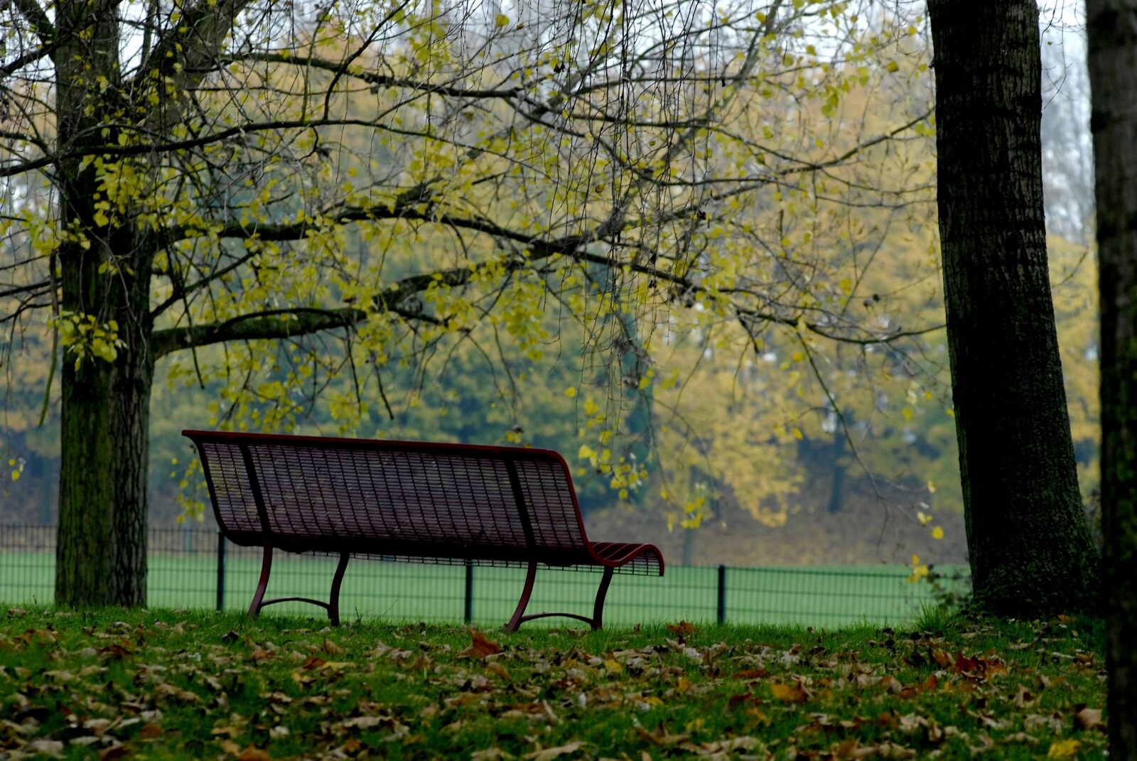 Nikon D200 sample photo. Park, tree, fall photography