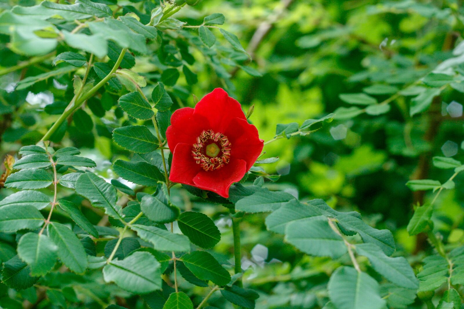 Canon EOS 400D (EOS Digital Rebel XTi / EOS Kiss Digital X) + Canon EF 50mm f/1.8 sample photo. Flower, red, garden photography