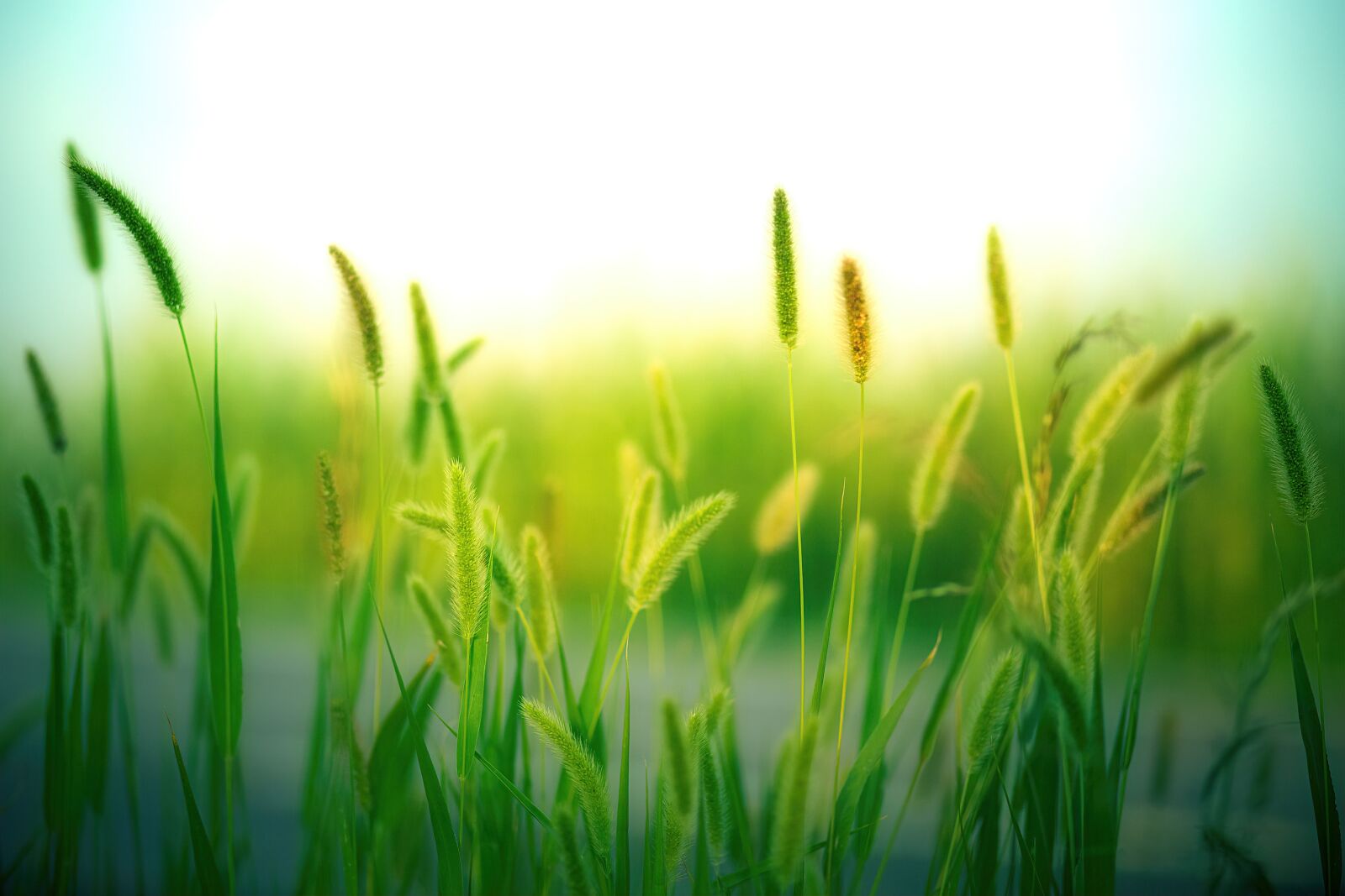 Canon EOS 5D sample photo. Grass, grasses, nature photography