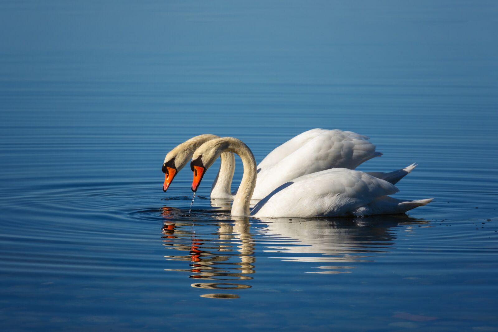 Nikon D7200 sample photo. Swan, pair, love photography
