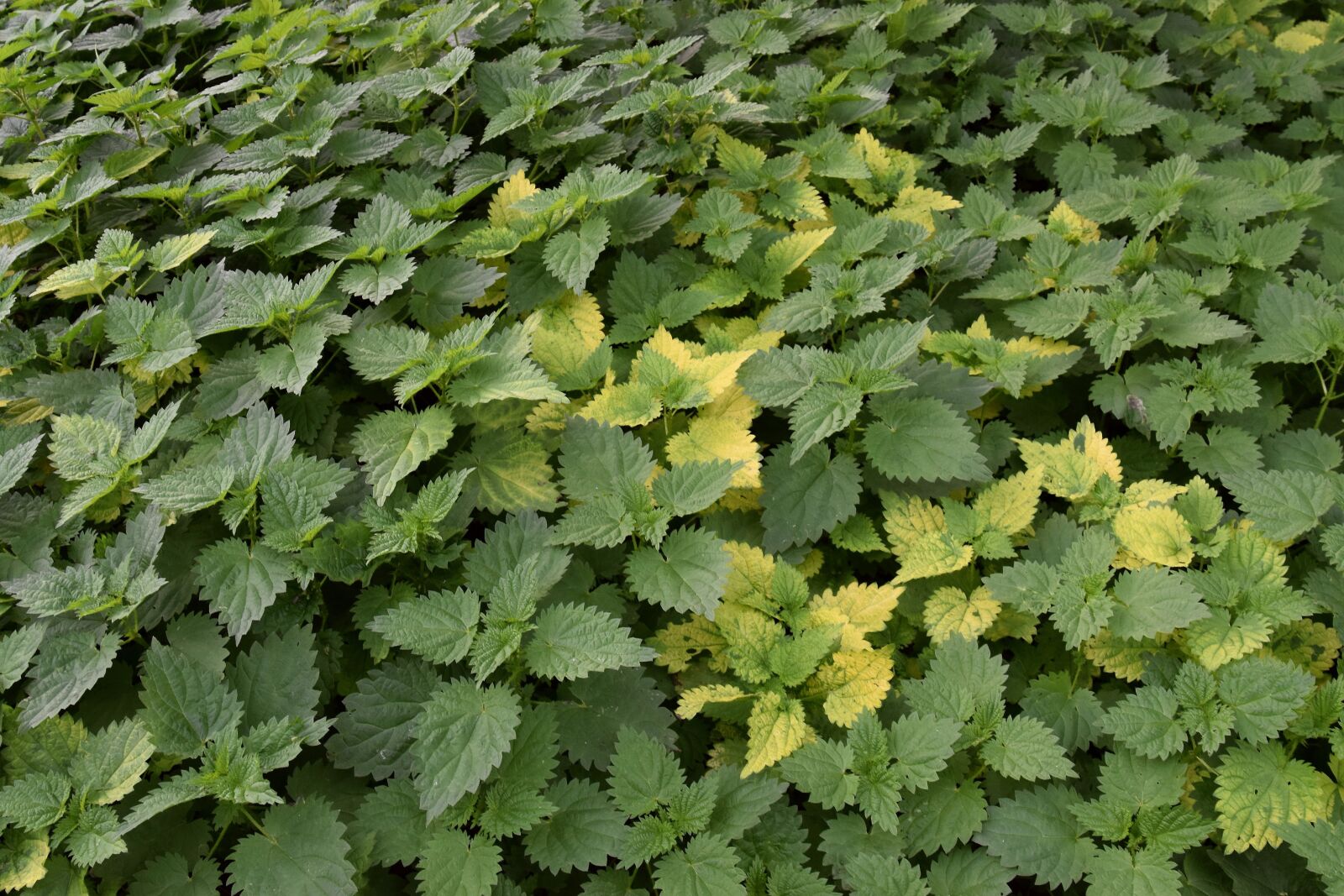 Nikon D5600 sample photo. Nettles, brennessel, plant photography