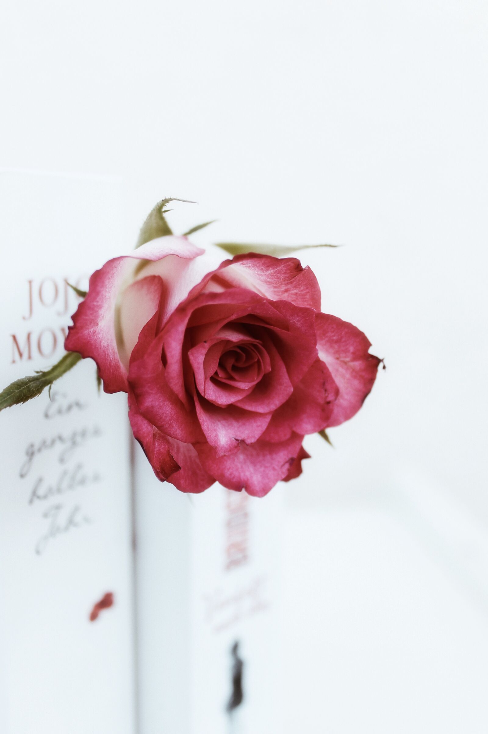 Canon EOS 1100D (EOS Rebel T3 / EOS Kiss X50) sample photo. Roses, flowers, books photography