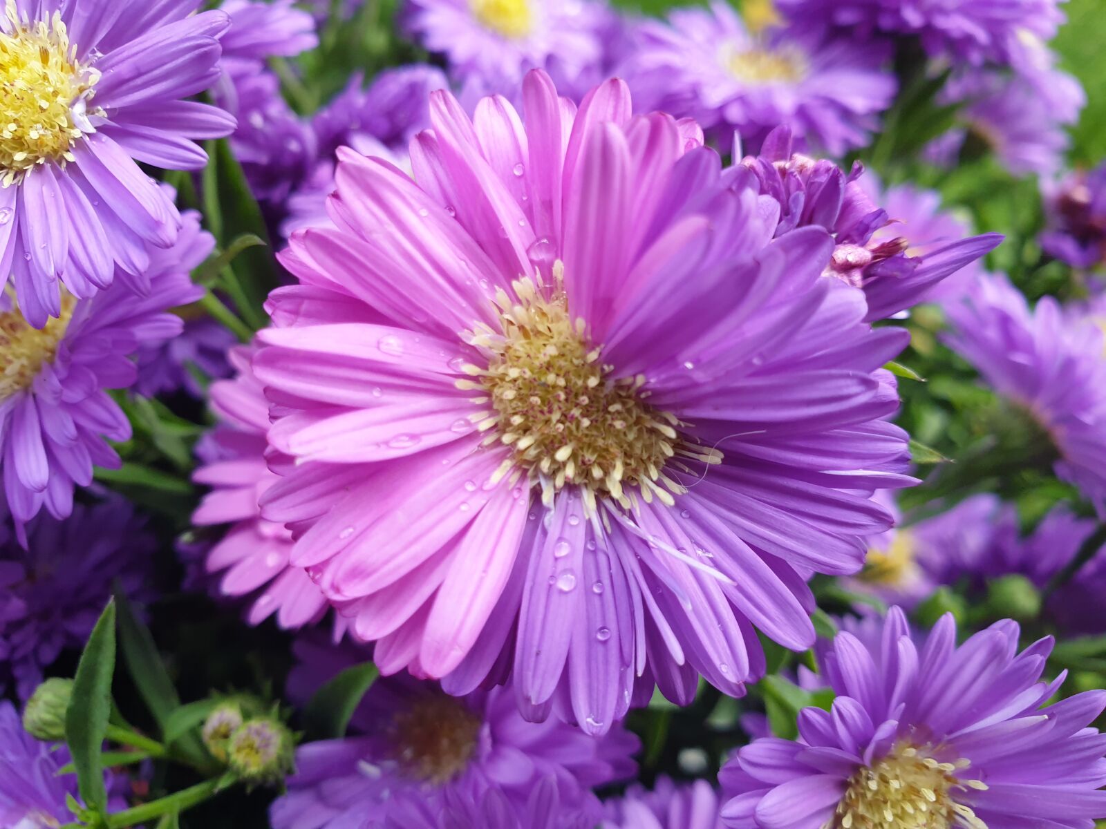 Samsung Galaxy S9 sample photo. Flower, pink, purple photography