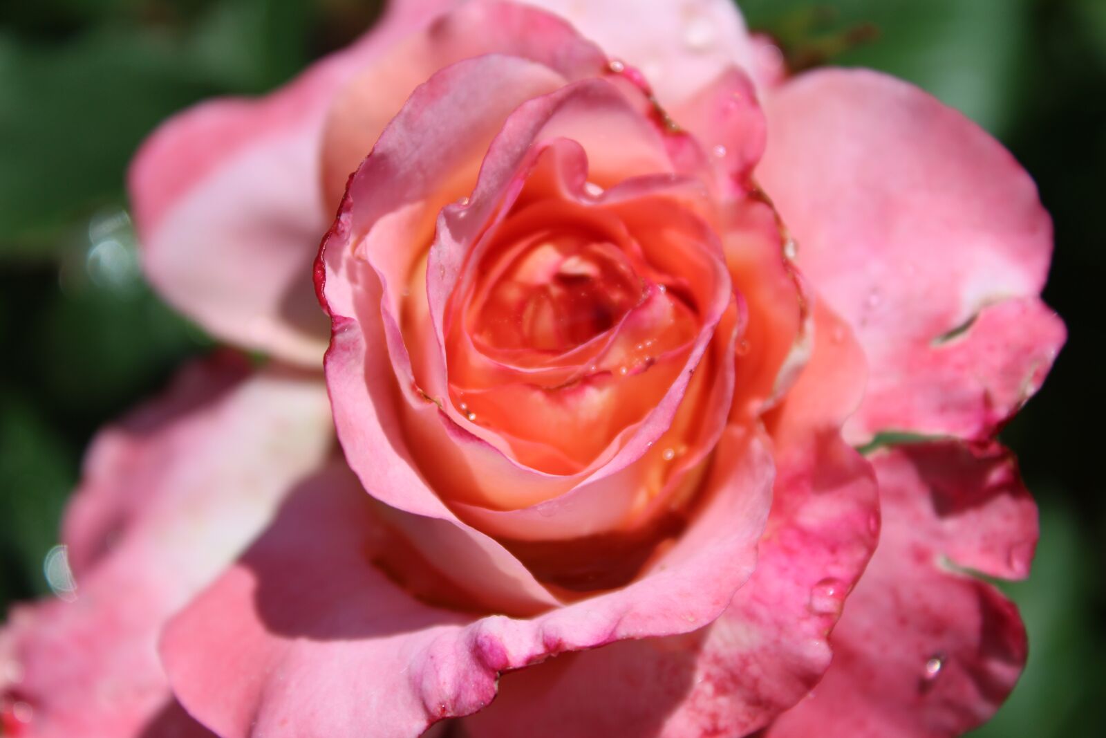 Canon EOS 1300D (EOS Rebel T6 / EOS Kiss X80) sample photo. Rose, pink roses, floribunda photography