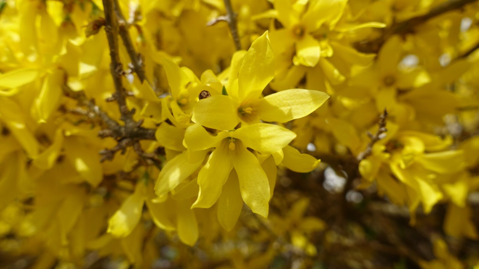Sony Cyber-shot DSC-RX100 III sample photo. Spring, summer, flower photography
