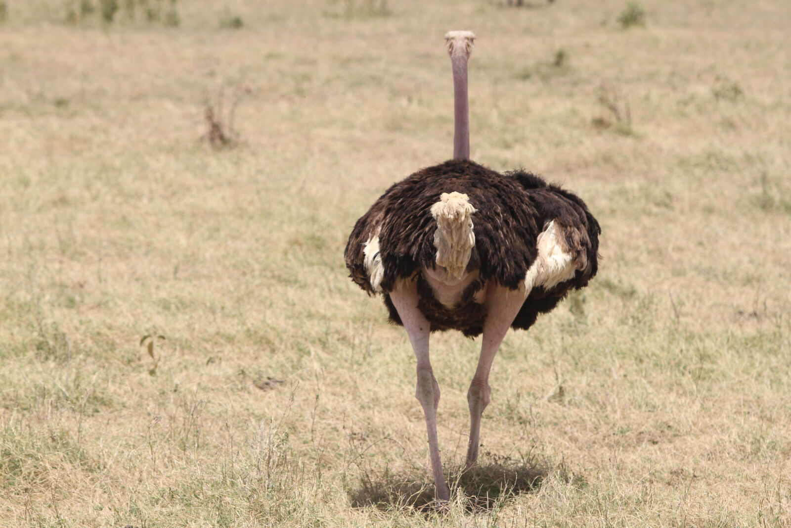 Canon EOS 7D + Canon EF 70-200mm F2.8L USM sample photo. Black, and, white, ostrich photography