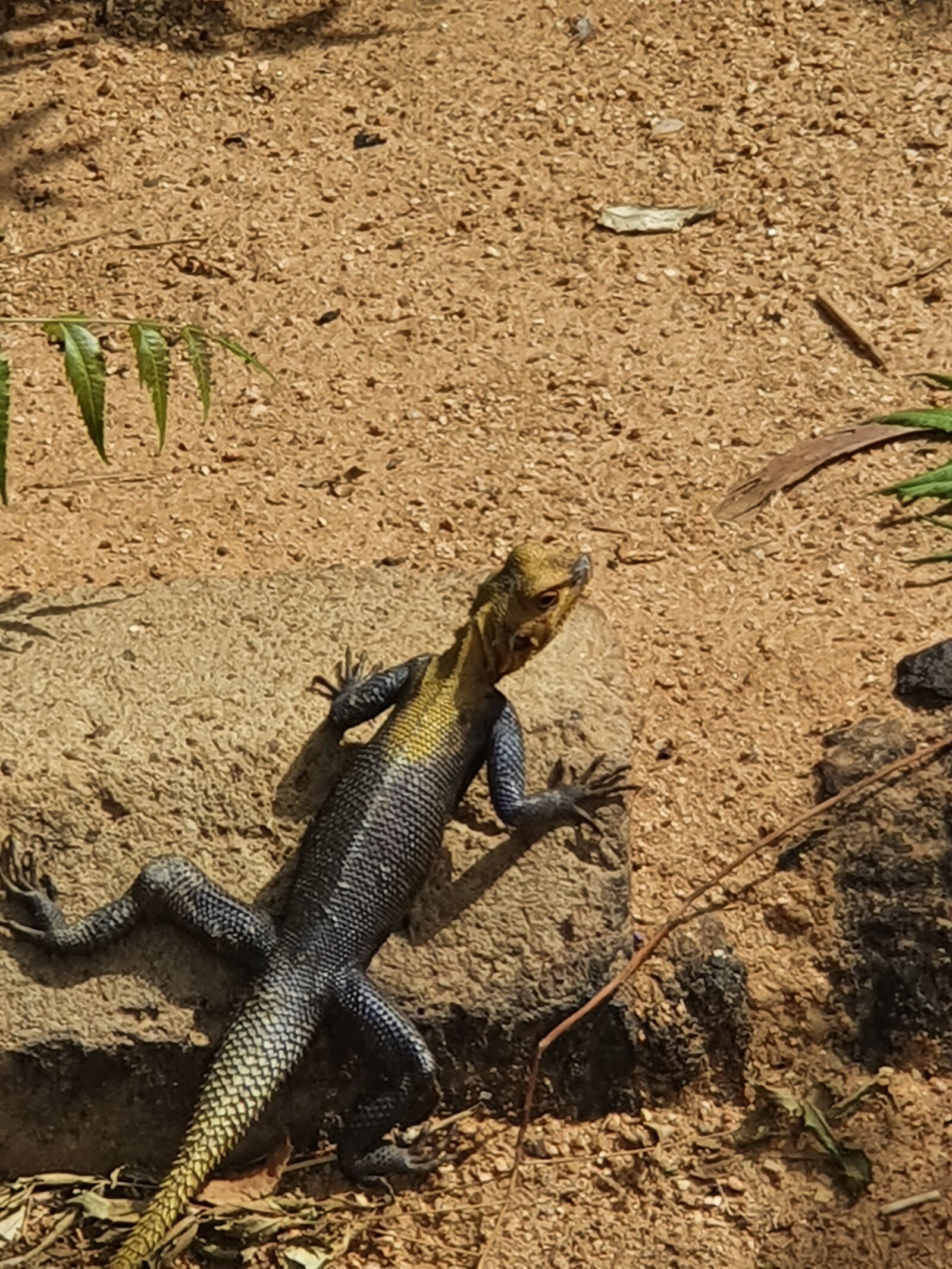 Samsung Galaxy S10+ sample photo. Animal, reptiles, chameleons photography