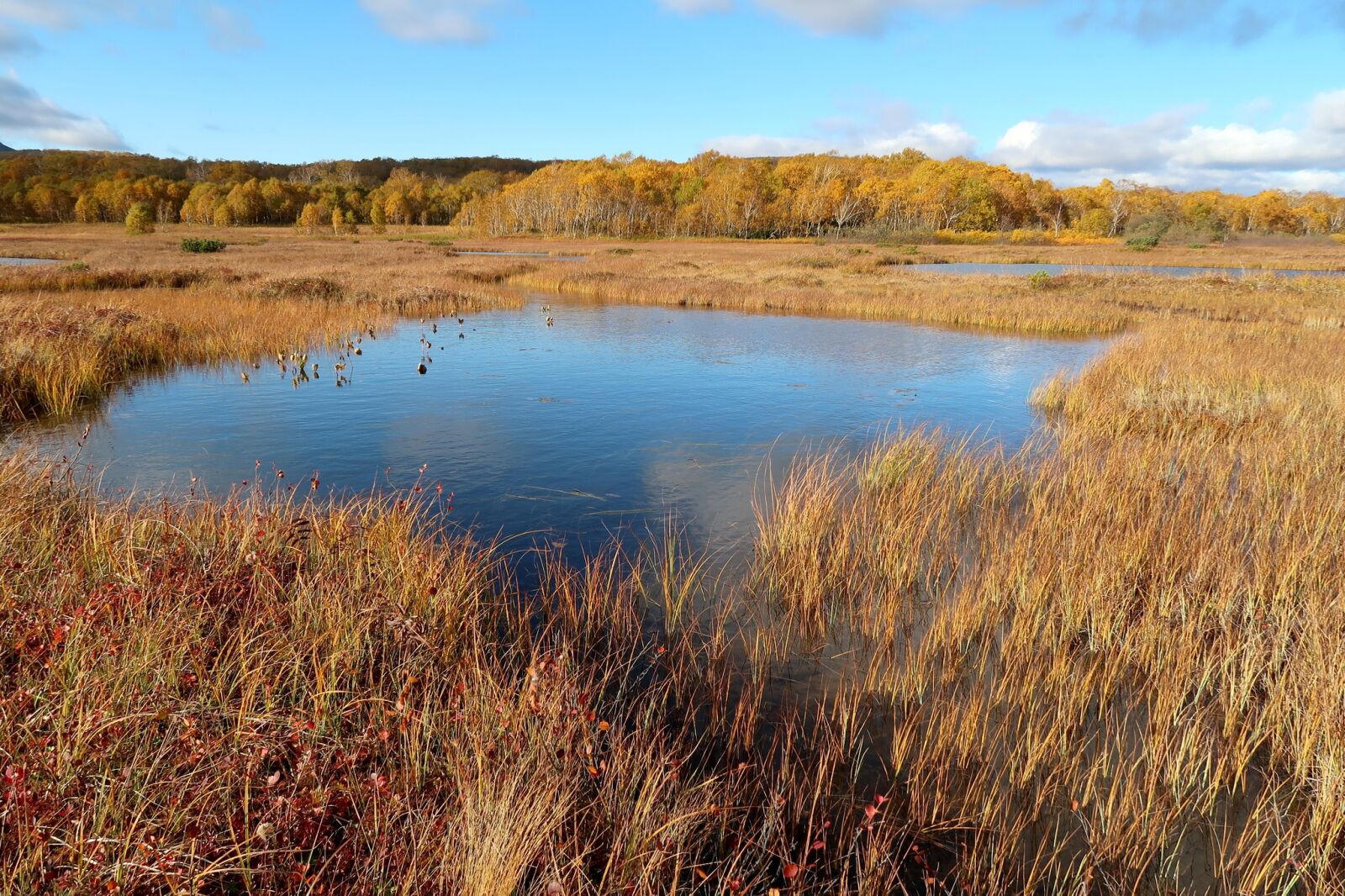 Canon PowerShot G7 X Mark II sample photo. Autumn, lake, forest photography