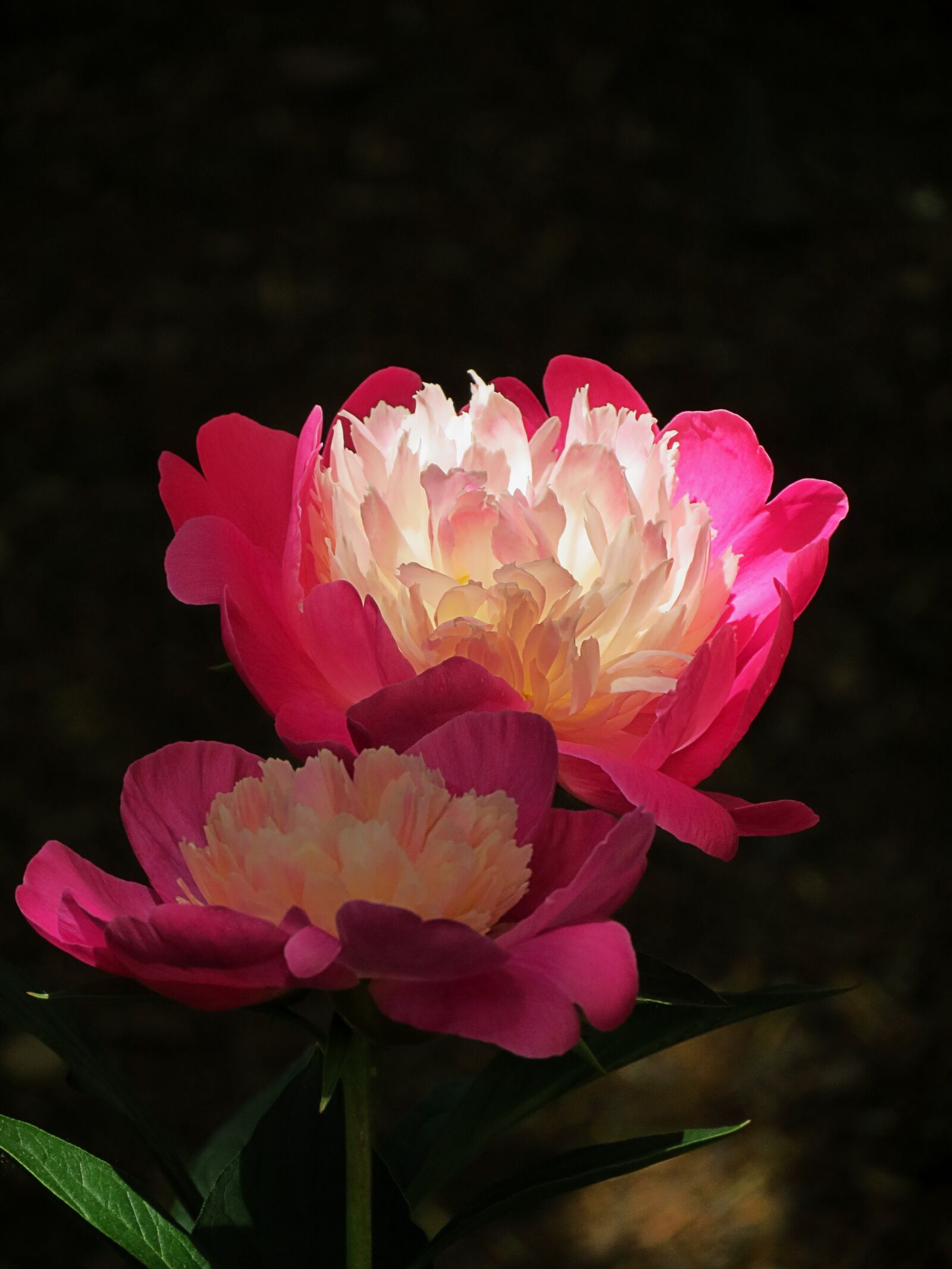 Canon PowerShot SX40 HS sample photo. Garden, cool, flower photography