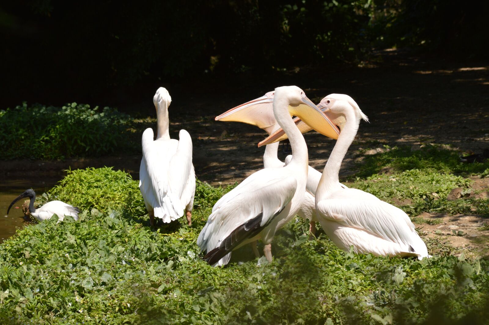 Nikon D3200 sample photo. Pelican, bird, zoo photography