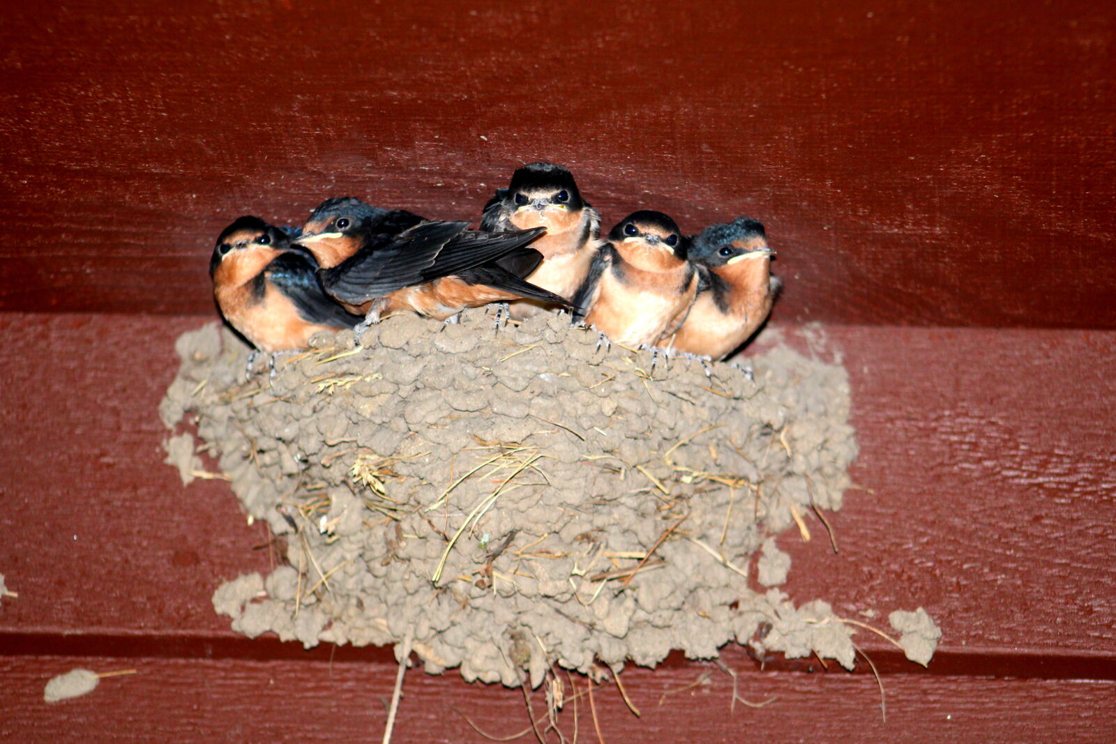 Canon EF 75-300mm f/4-5.6 sample photo. Bird, family photography