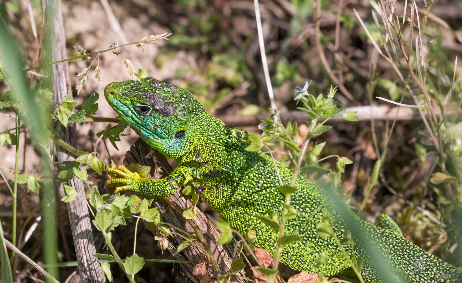 Nikon D800 sample photo. Lizard, emerald lizard, animal photography