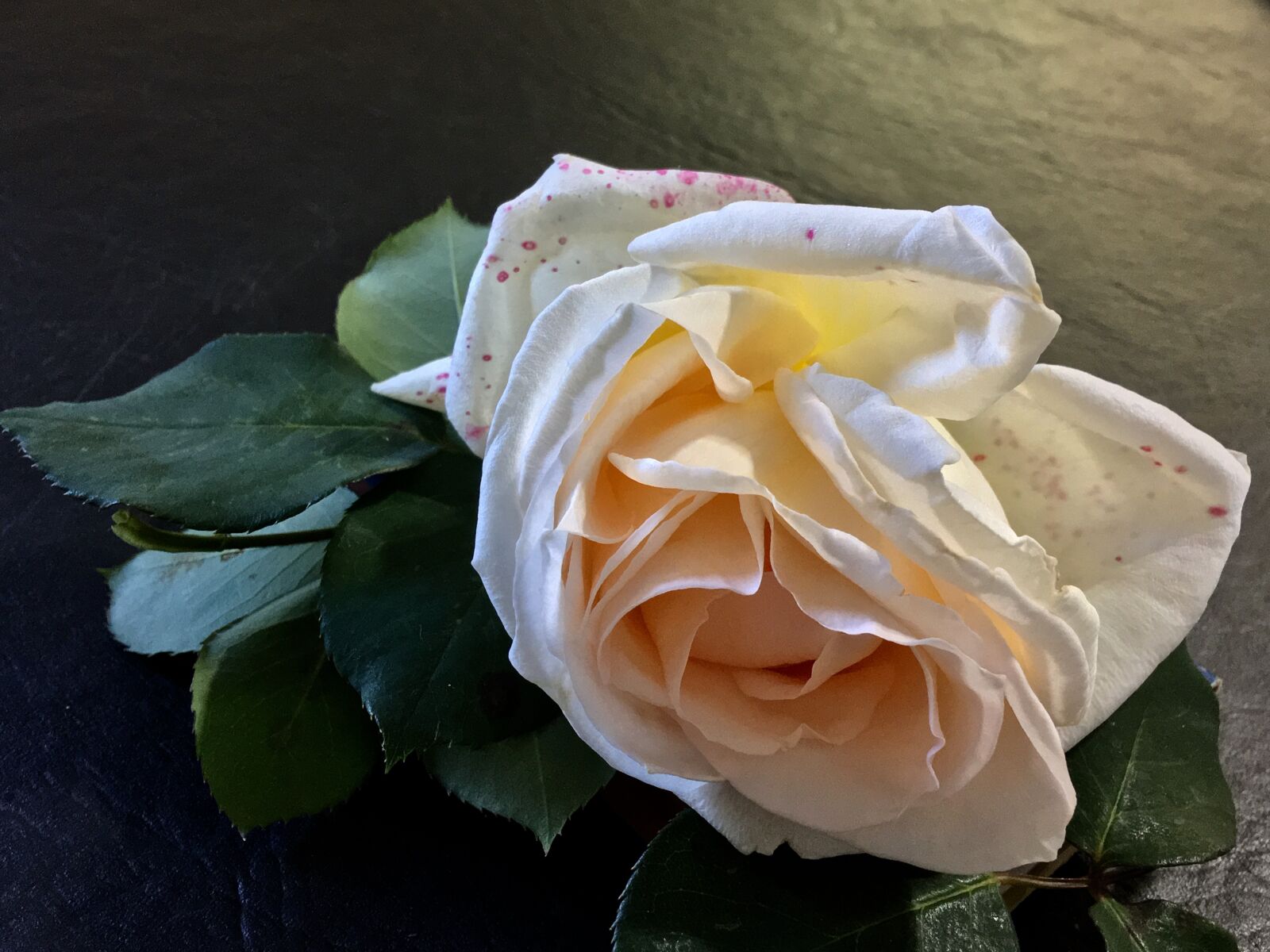 Apple iPhone 6s Plus sample photo. Rosa, pink, pink petals photography