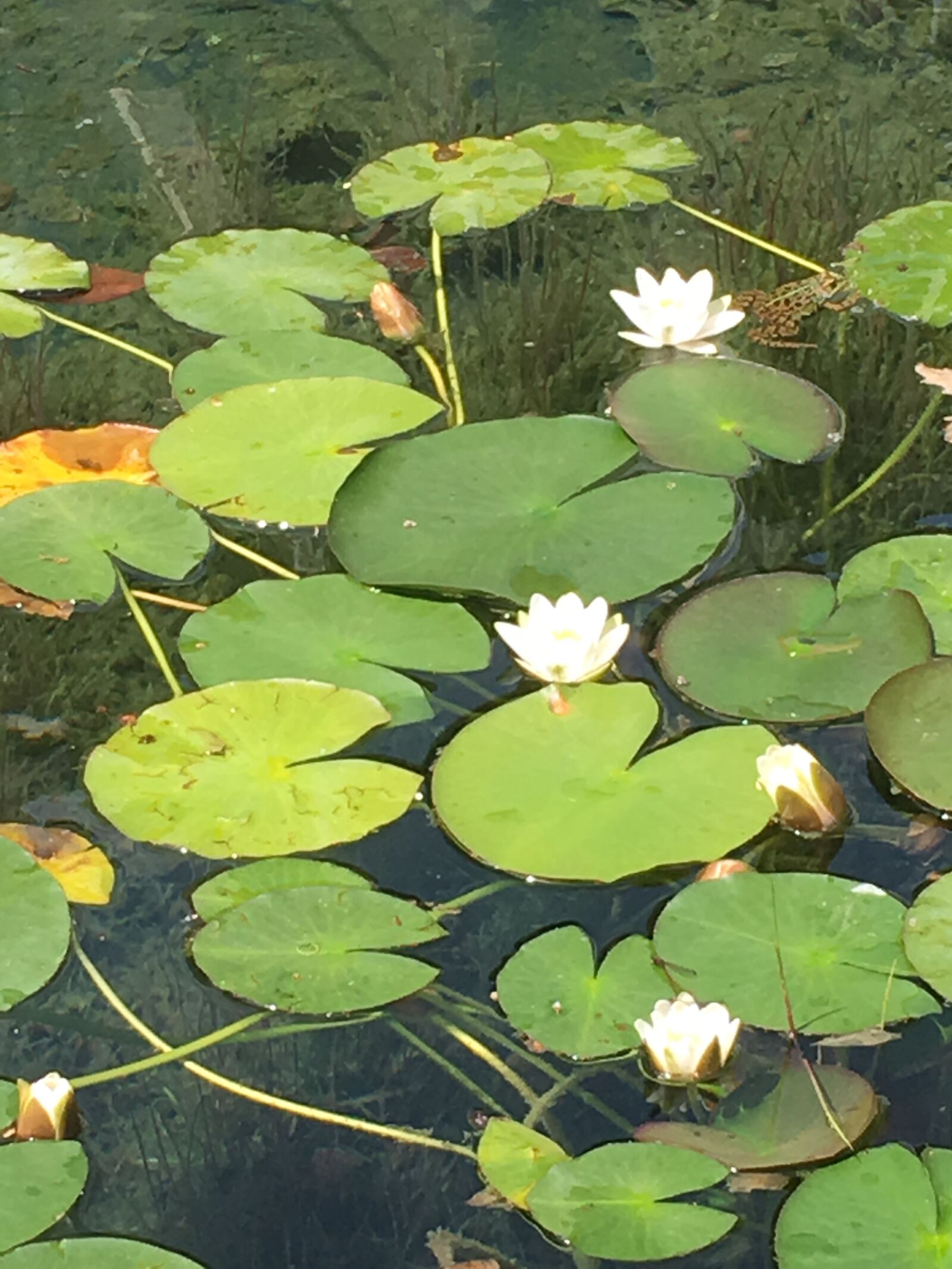 Apple iPhone 6s sample photo. Nature, lake, water lily photography