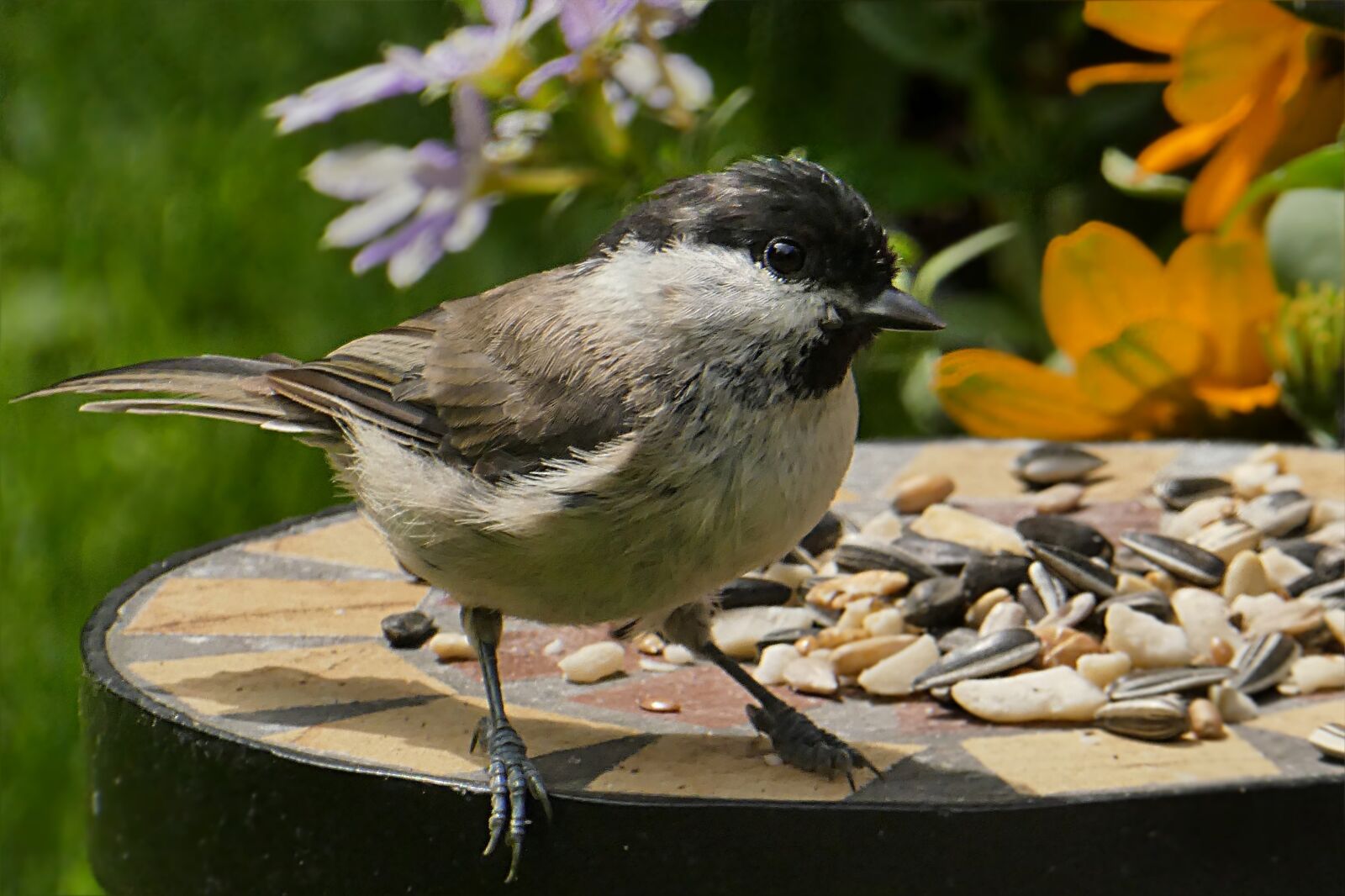 Panasonic DMC-TZ81 sample photo. Animal, bird, tit photography