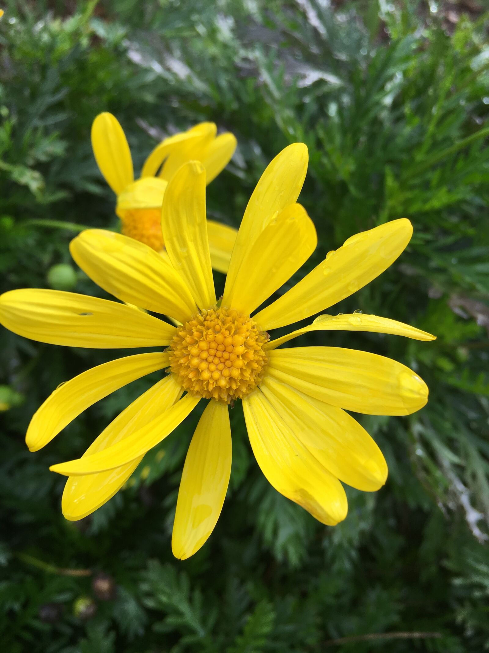 Apple iPhone 6s sample photo. Yellow, daisy, flower photography