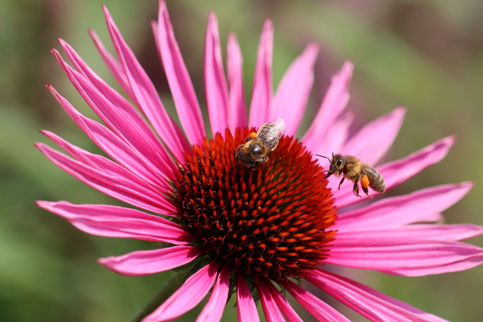 Canon EOS 90D sample photo. Bee, maze, macro photography