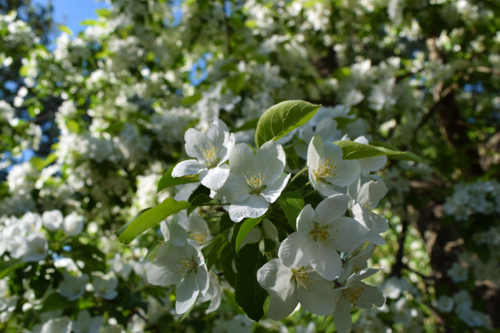 Nikon D3300 sample photo. Flowers, white, nature photography