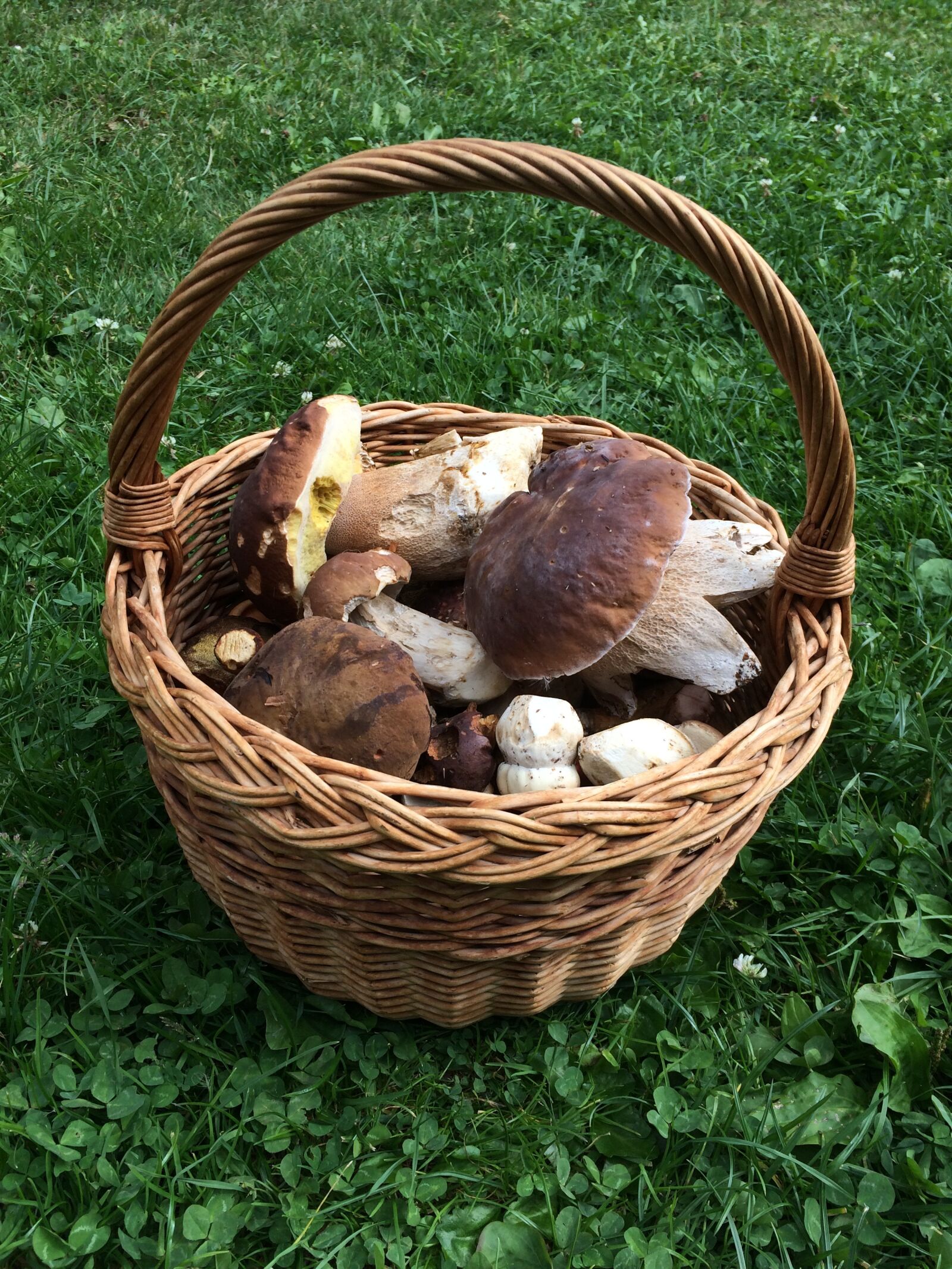 iPhone 5s back camera 4.15mm f/2.2 sample photo. Basket, mushrooms, boletus photography