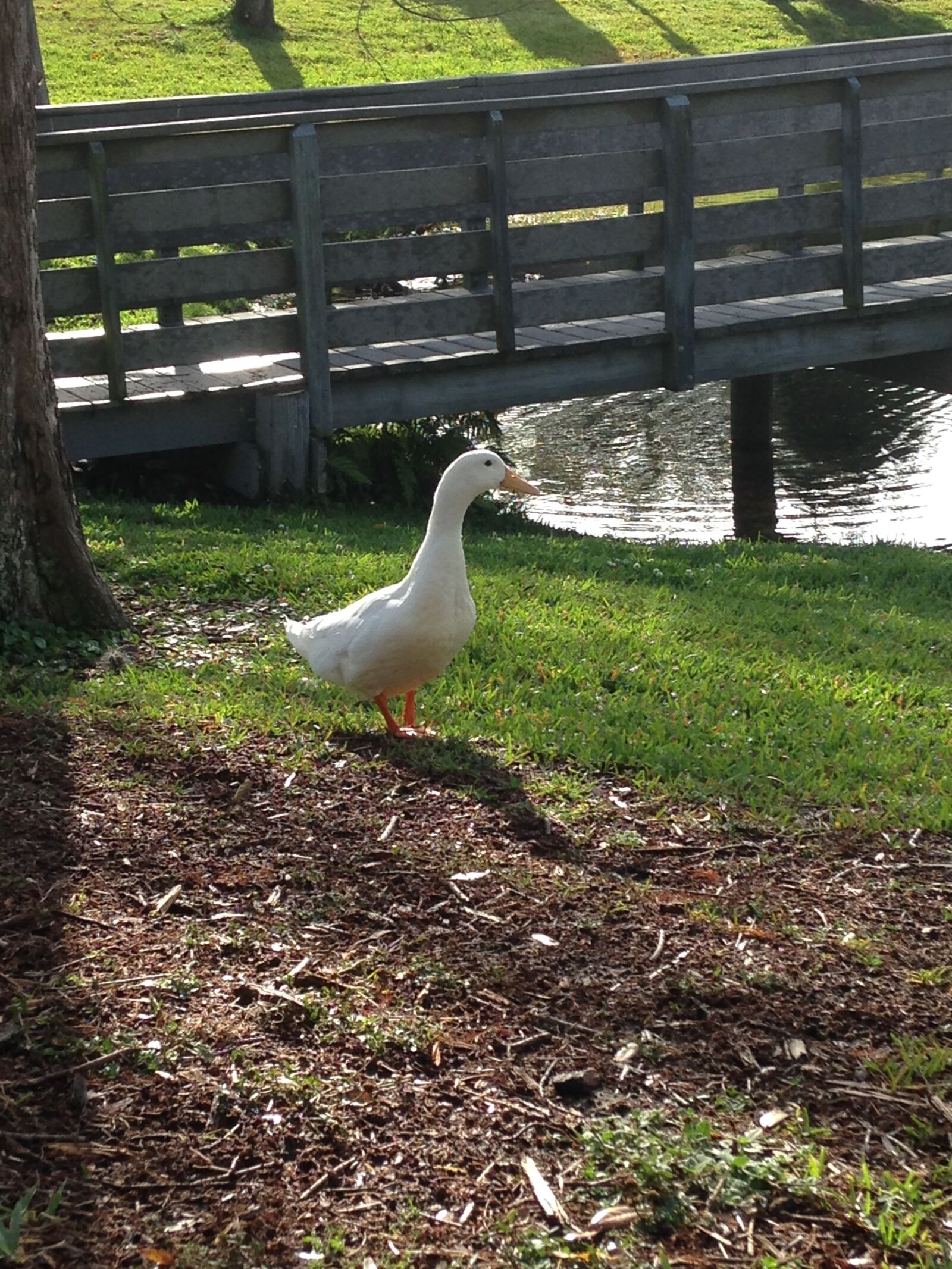 iPhone 5c back camera 4.12mm f/2.4 sample photo. Duck, park, nature photography