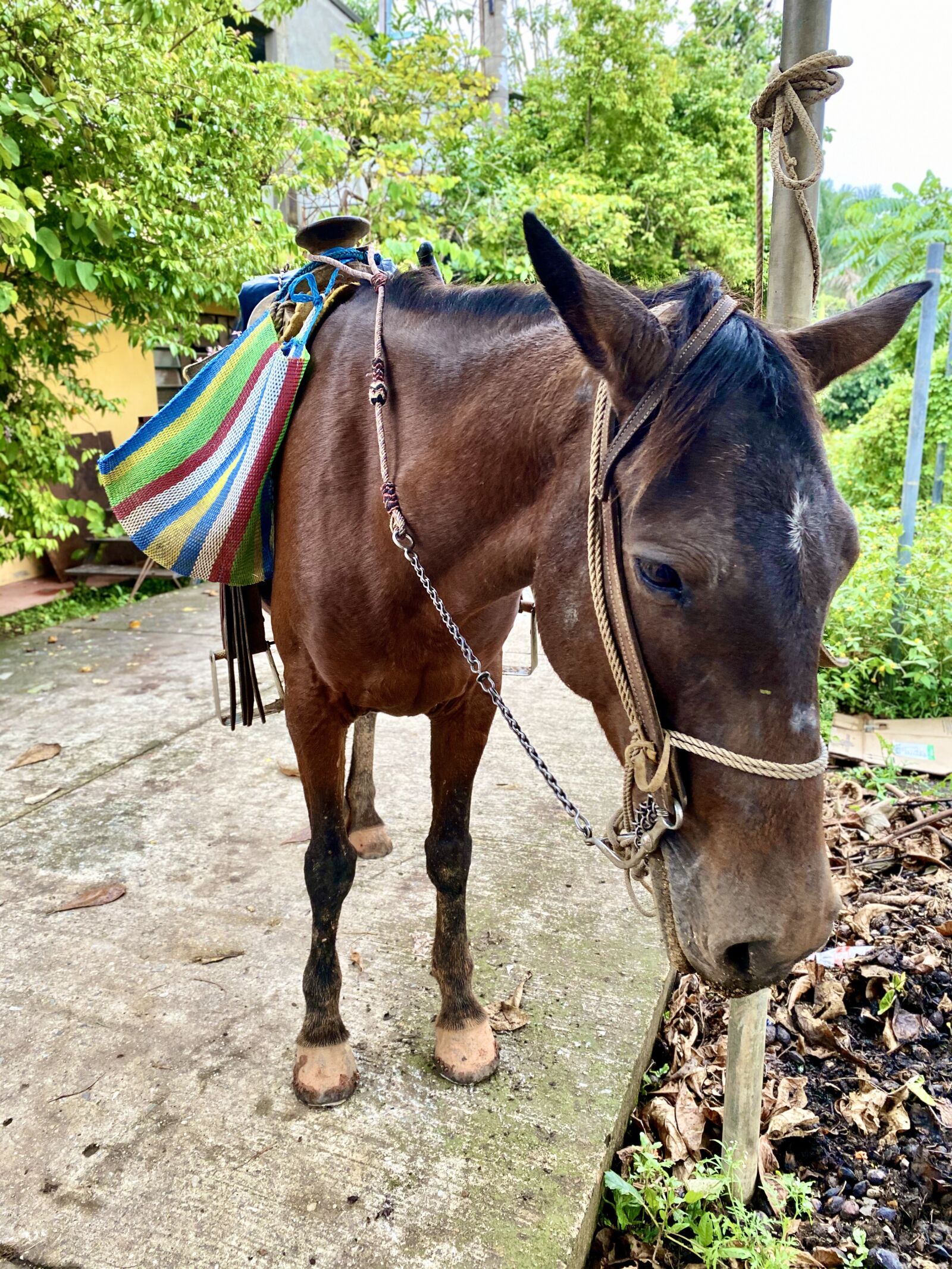 Apple iPhone 11 sample photo. Brown, horse, in photography