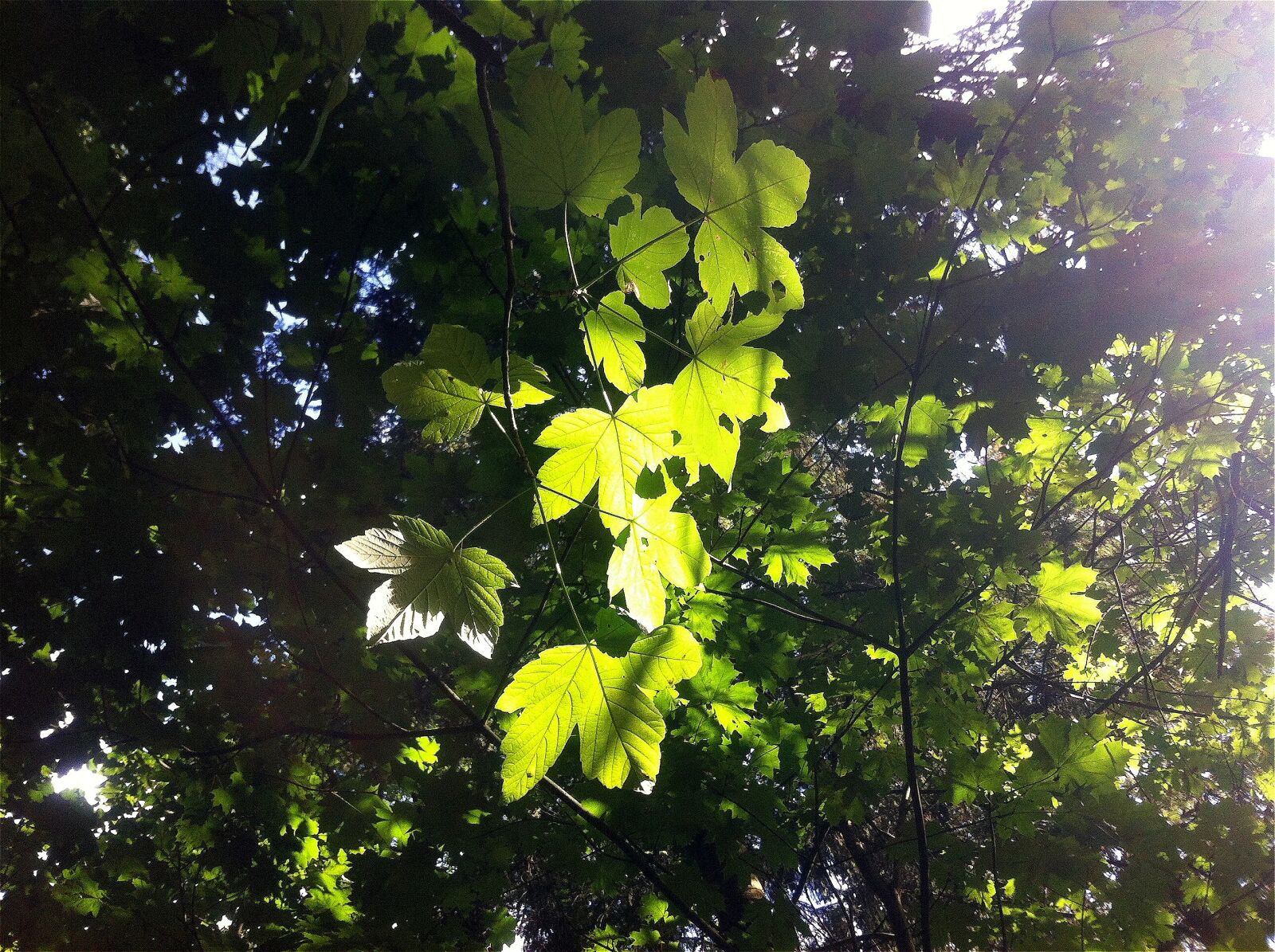 Apple iPhone 4 sample photo. Leaves, green, plant photography