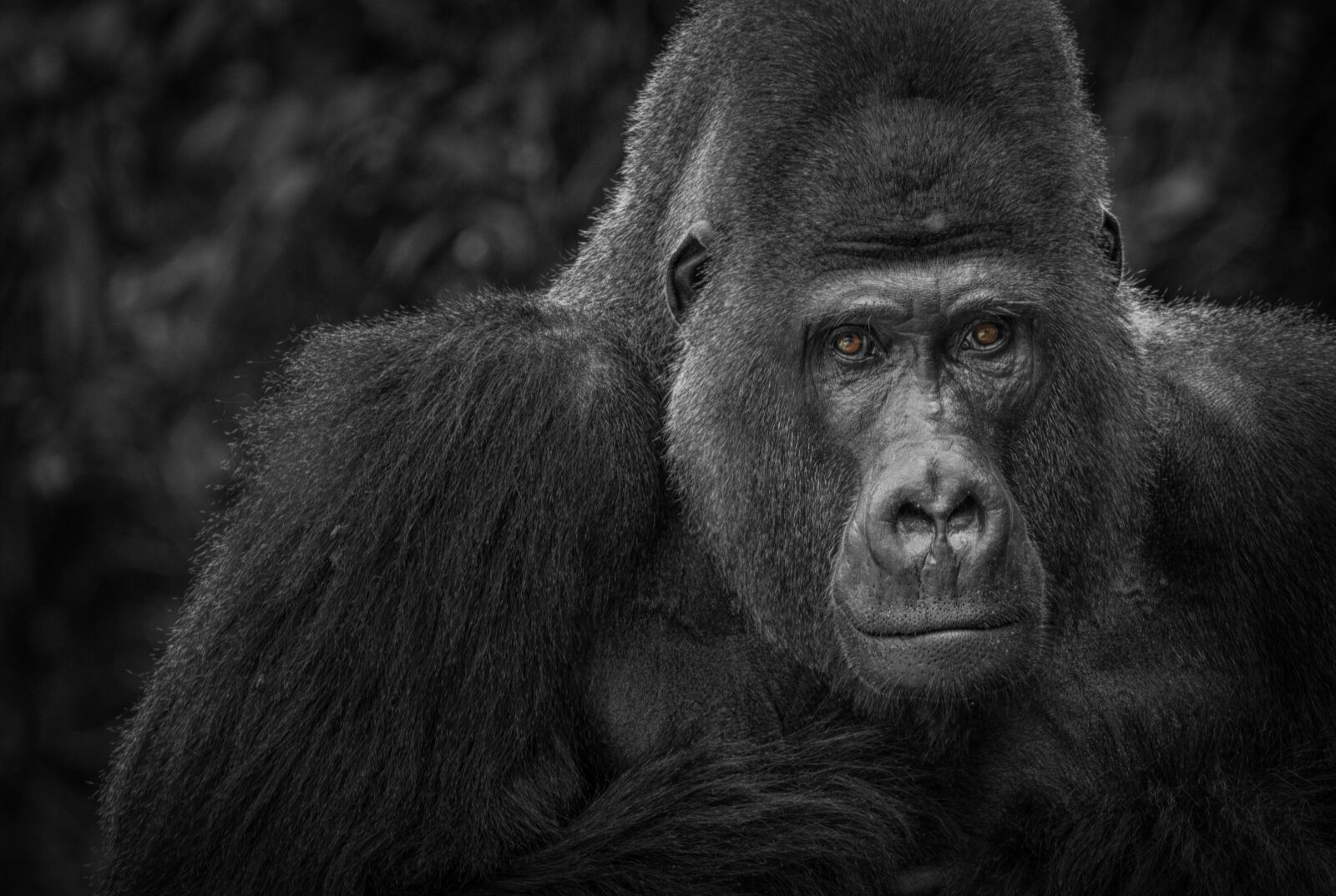 Tamron SP 150-600mm F5-6.3 Di VC USD sample photo. Gorilla, monkey, watch photography
