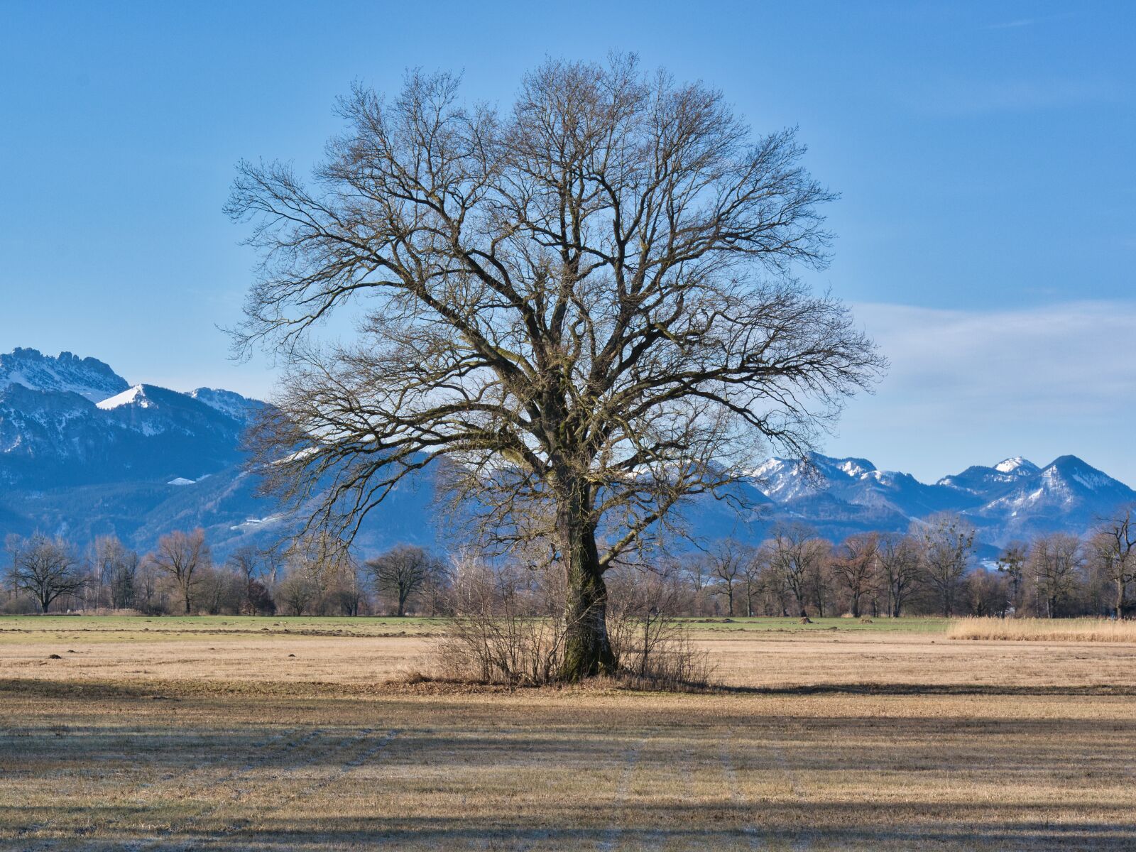 Nikon D7100 sample photo. Tree, individually, autumn photography