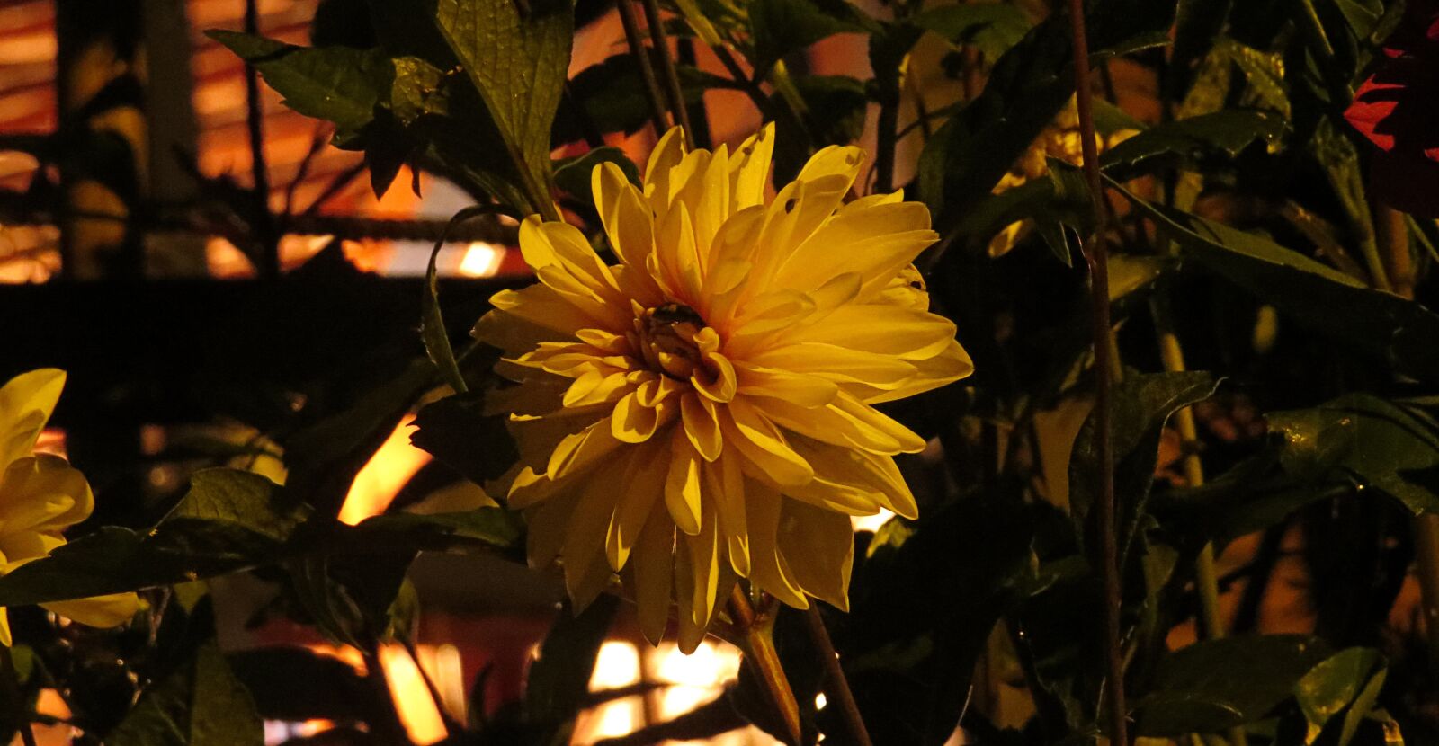 Canon PowerShot SX50 HS sample photo. Nature, flower, garden photography