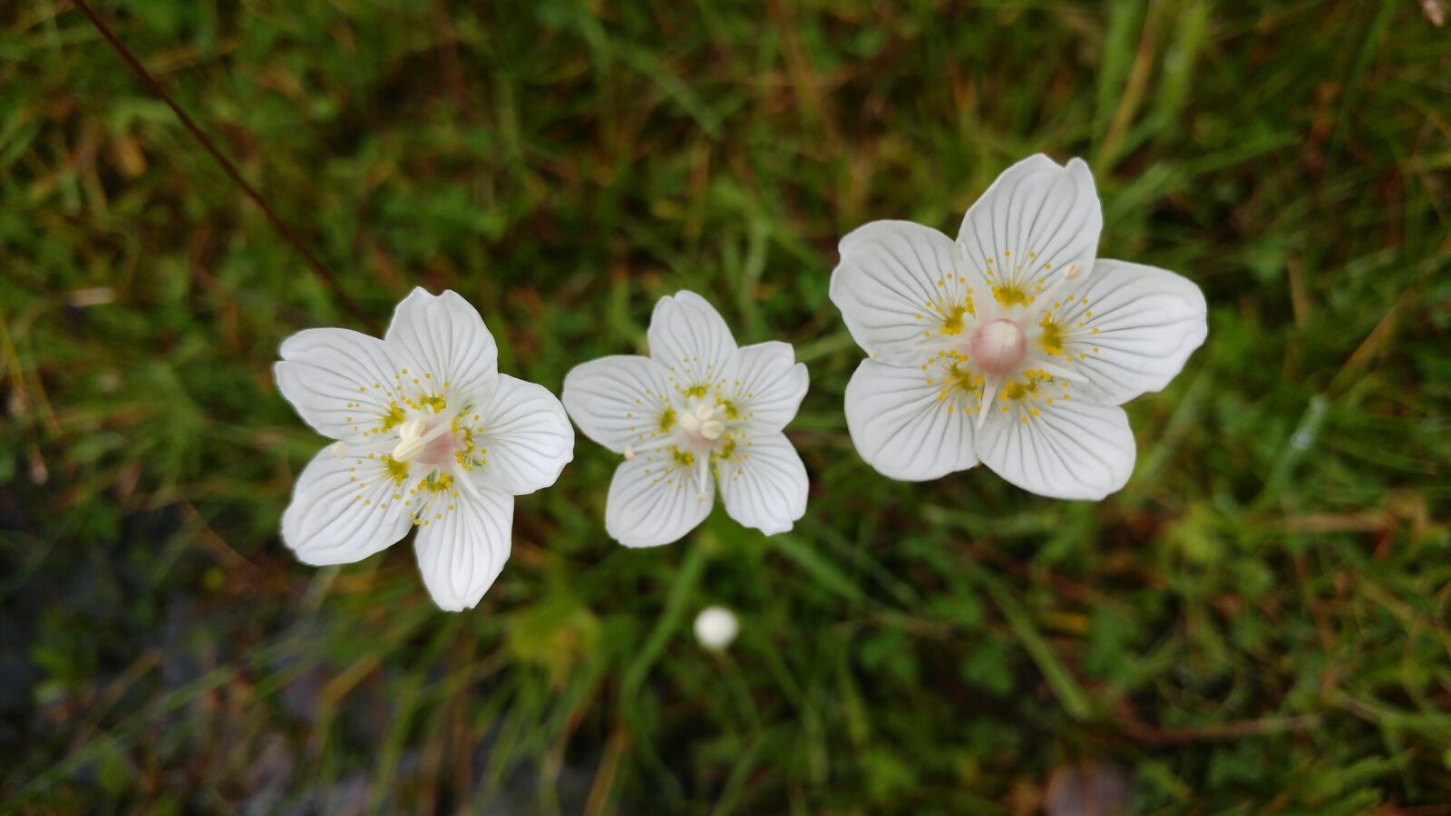 LG G5 sample photo. Flower, wildflower, grass of photography
