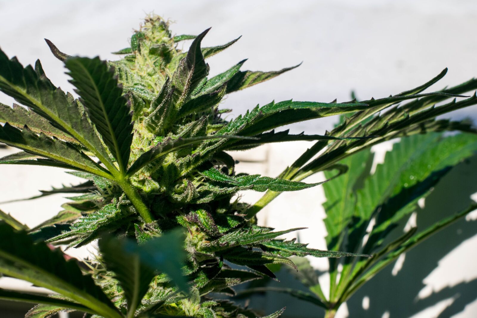 Nikon D3400 sample photo. Marijuana, plant, cannabis photography