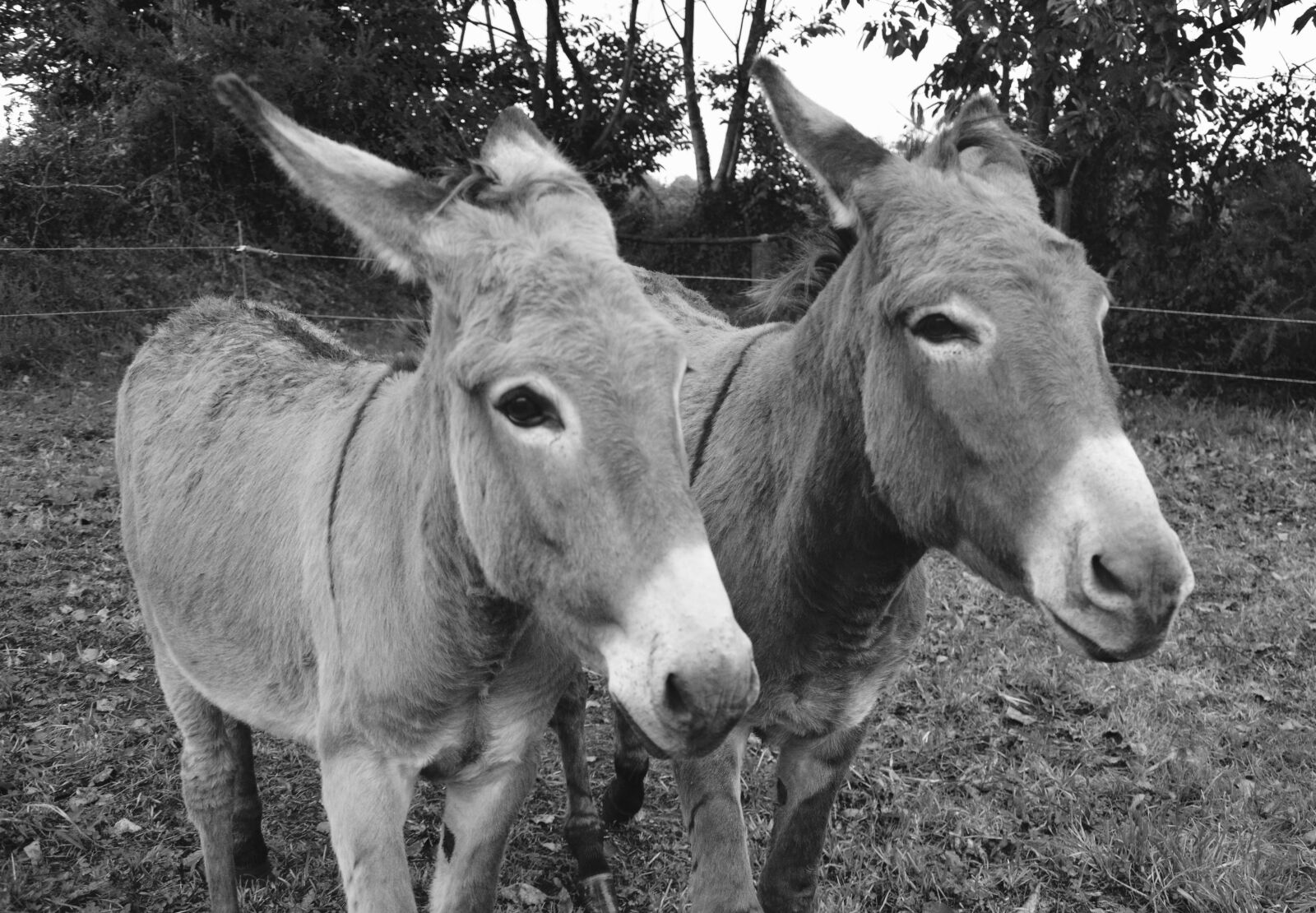 Nikon D5200 sample photo. Donkeys, photo black white photography