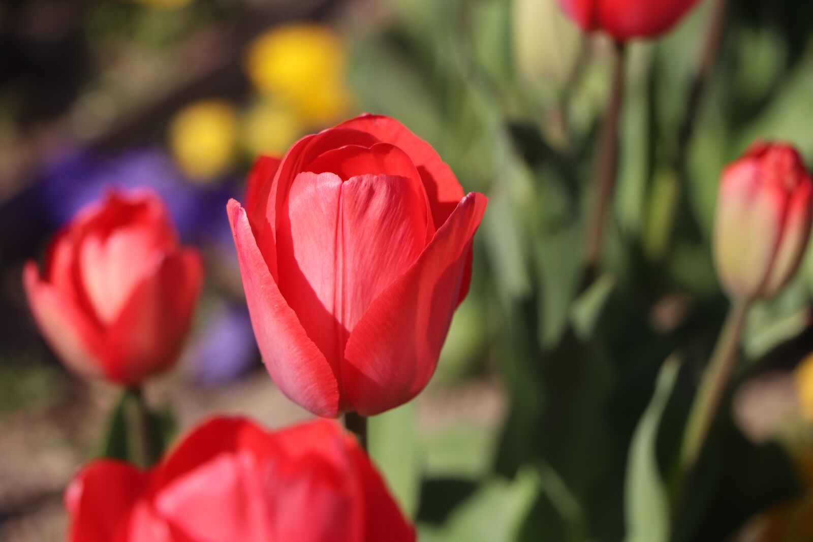 Canon EOS 77D (EOS 9000D / EOS 770D) + Canon EF-S 18-135mm F3.5-5.6 IS STM sample photo. Tulips, flower, green photography