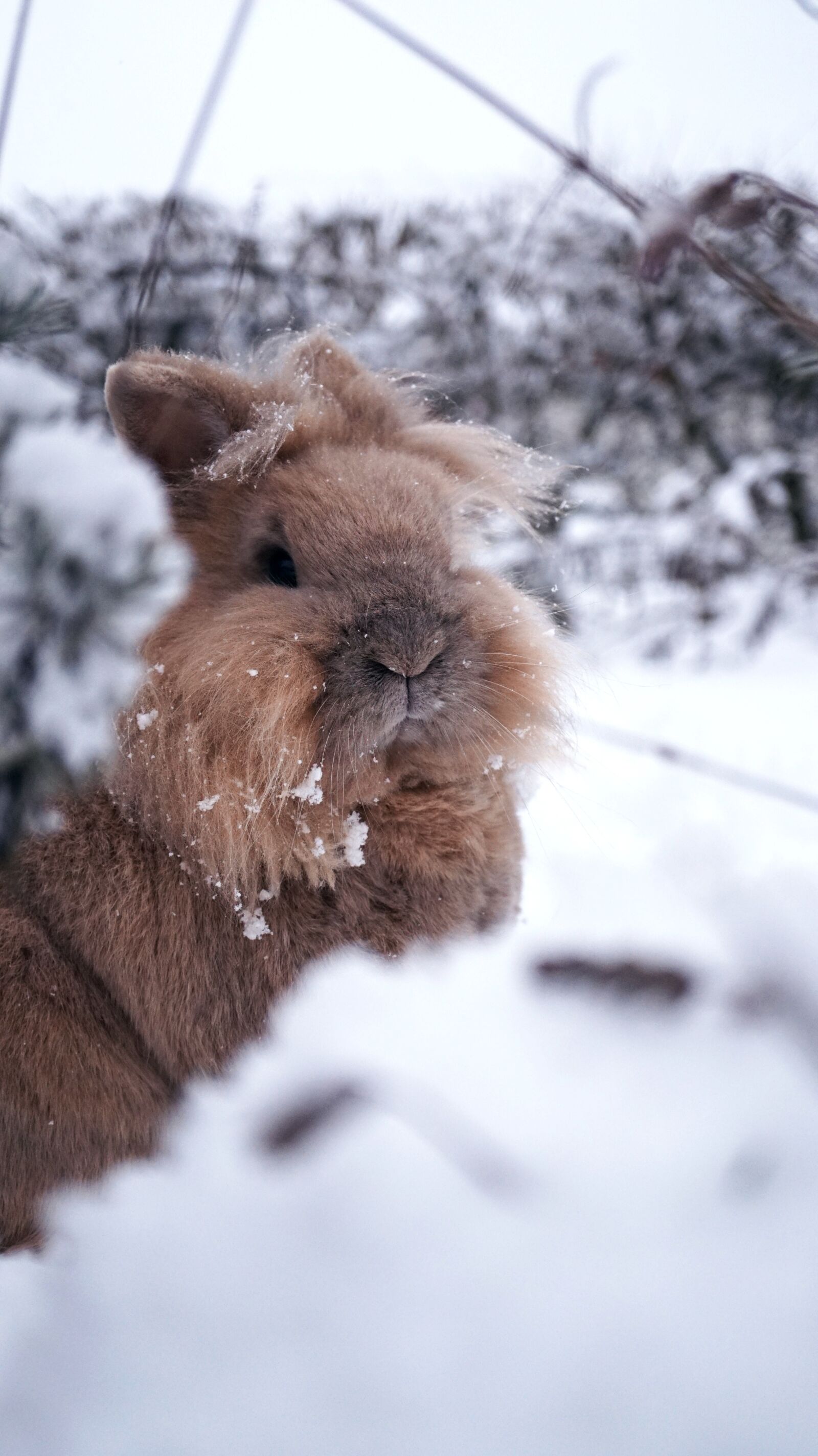 Sony E 30mm F3.5 Macro sample photo. Rabbit, winter, snow photography