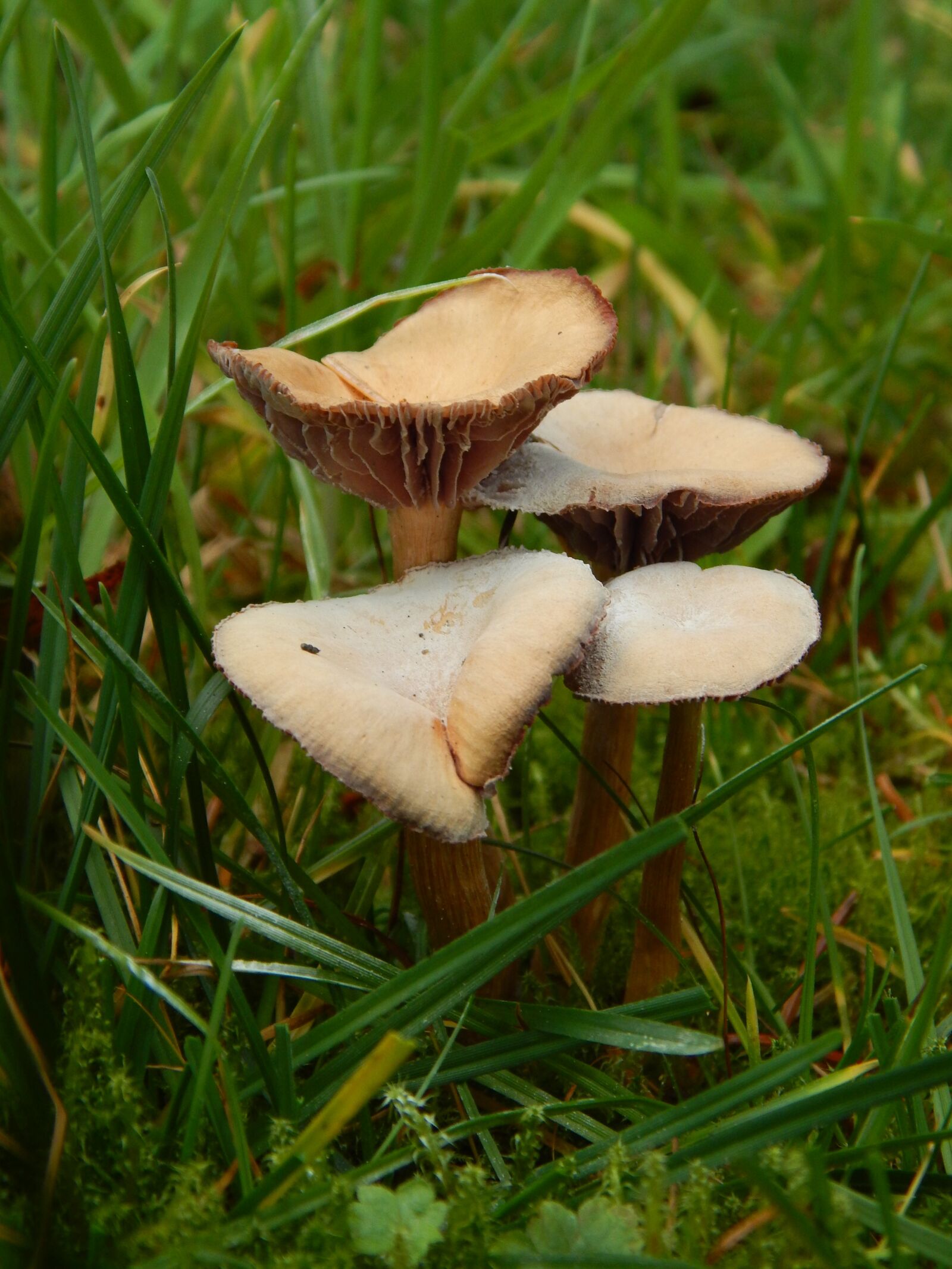 Nikon Coolpix L820 sample photo. Mushrooms, autumn, grass green photography
